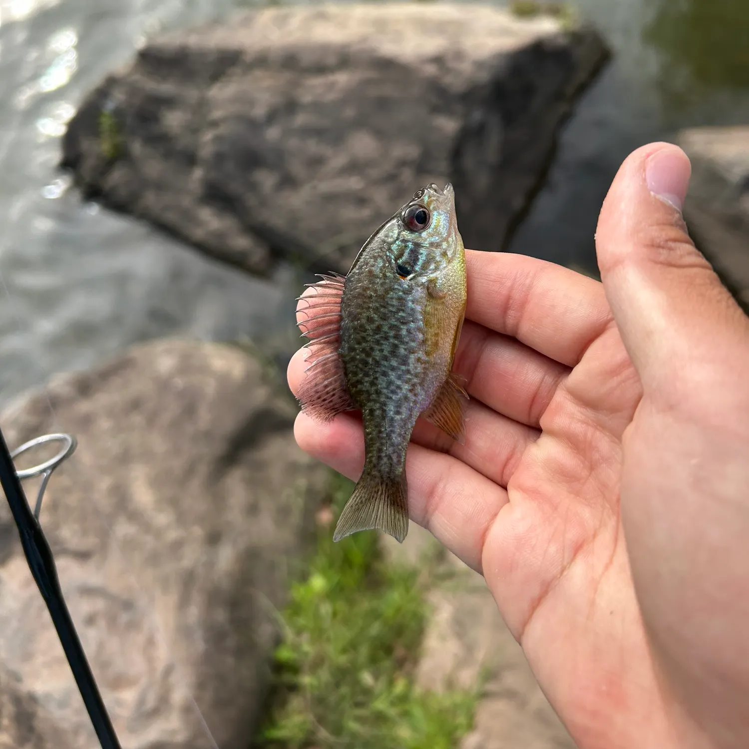 Pumpkinseed caught on Fishbrain