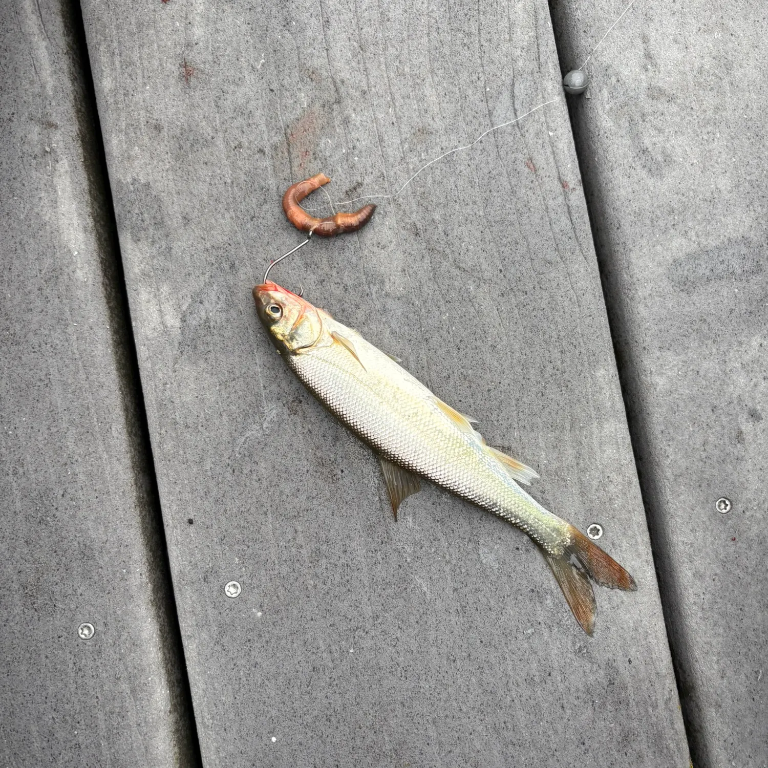 The most recent Peamouth catches on Fishbrain