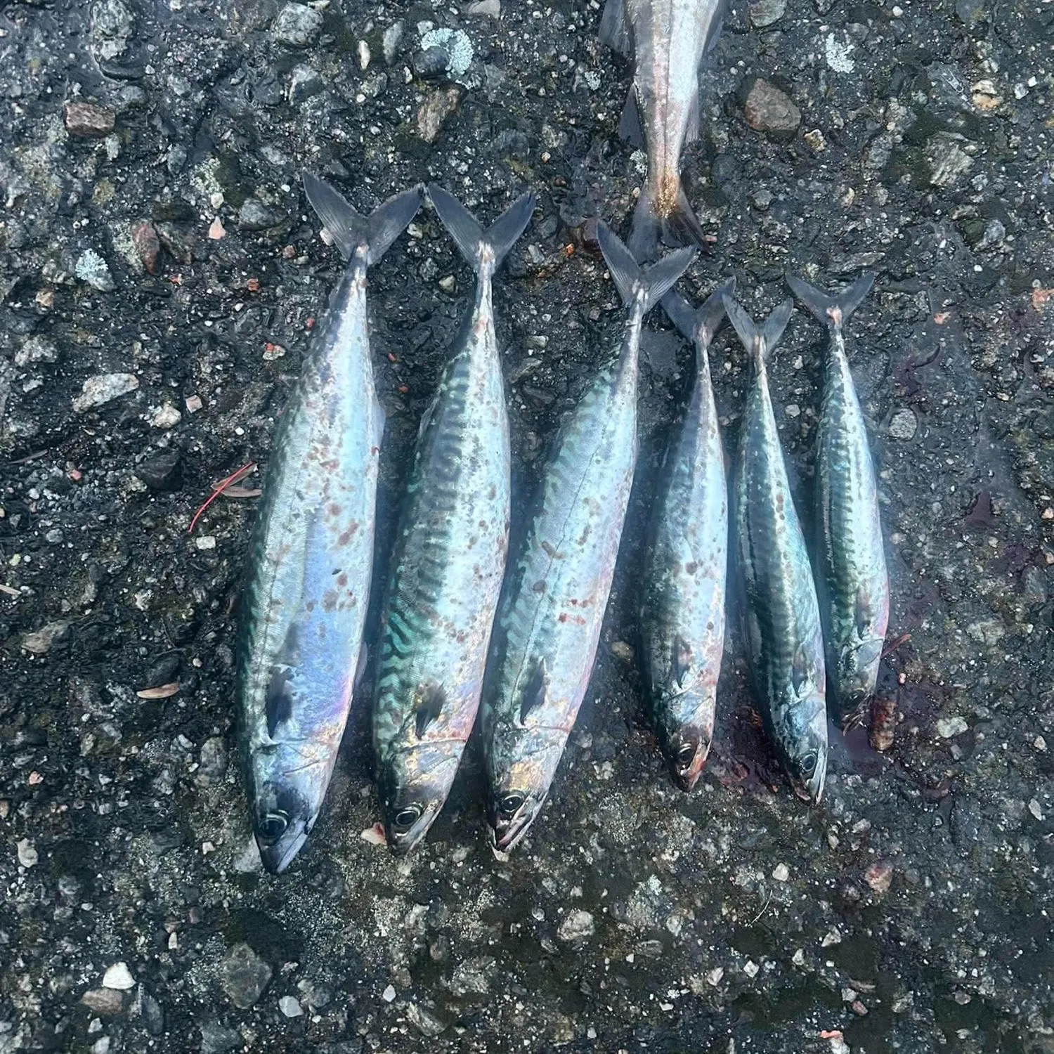 Atlantic mackerel caught on Fishbrain