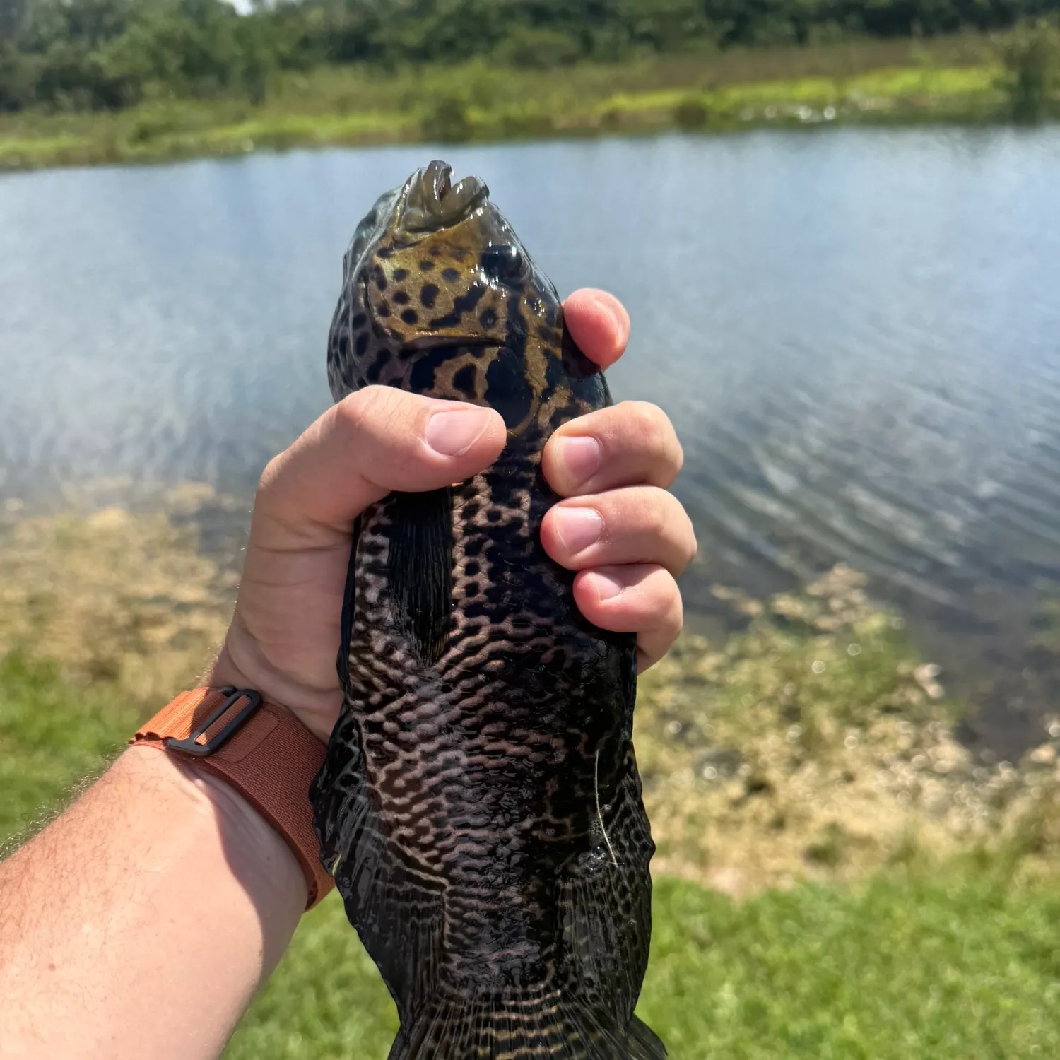 The most recent Jaguar cichlid catches on Fishbrain