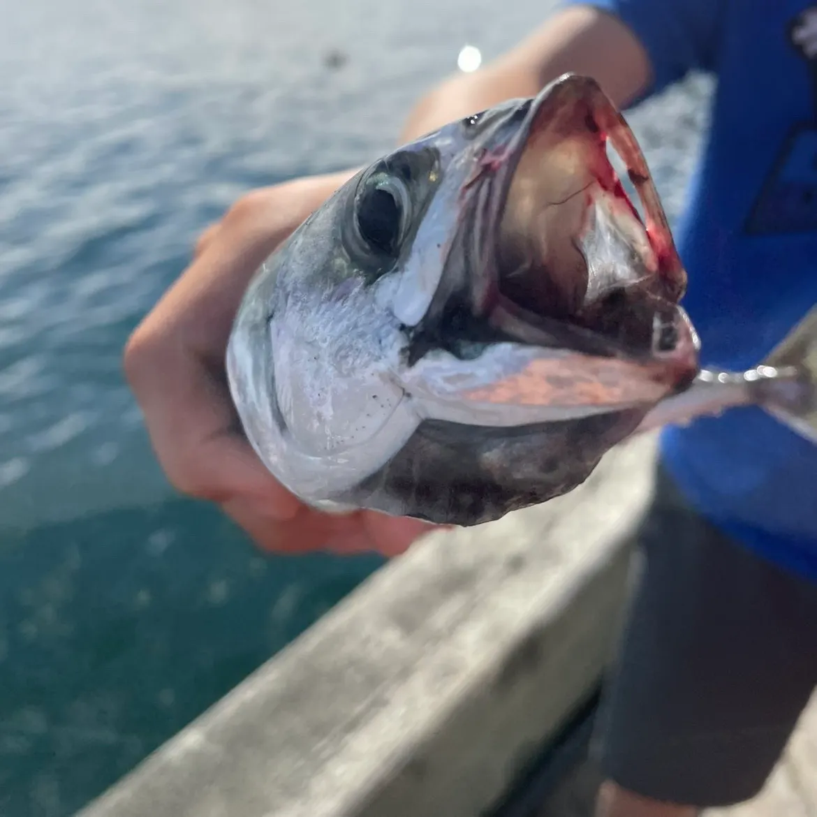 Atlantic mackerel caught on Fishbrain