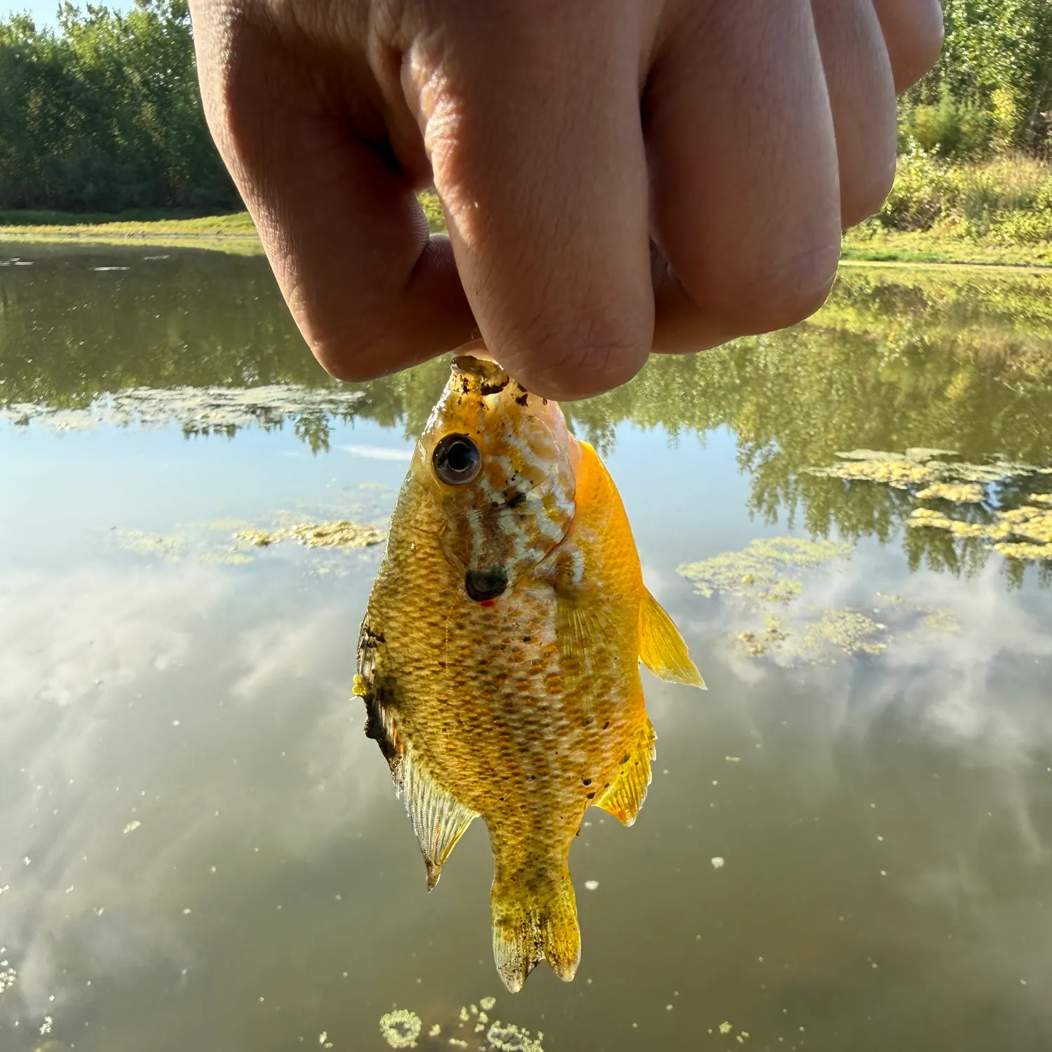Pumpkinseed caught on Fishbrain