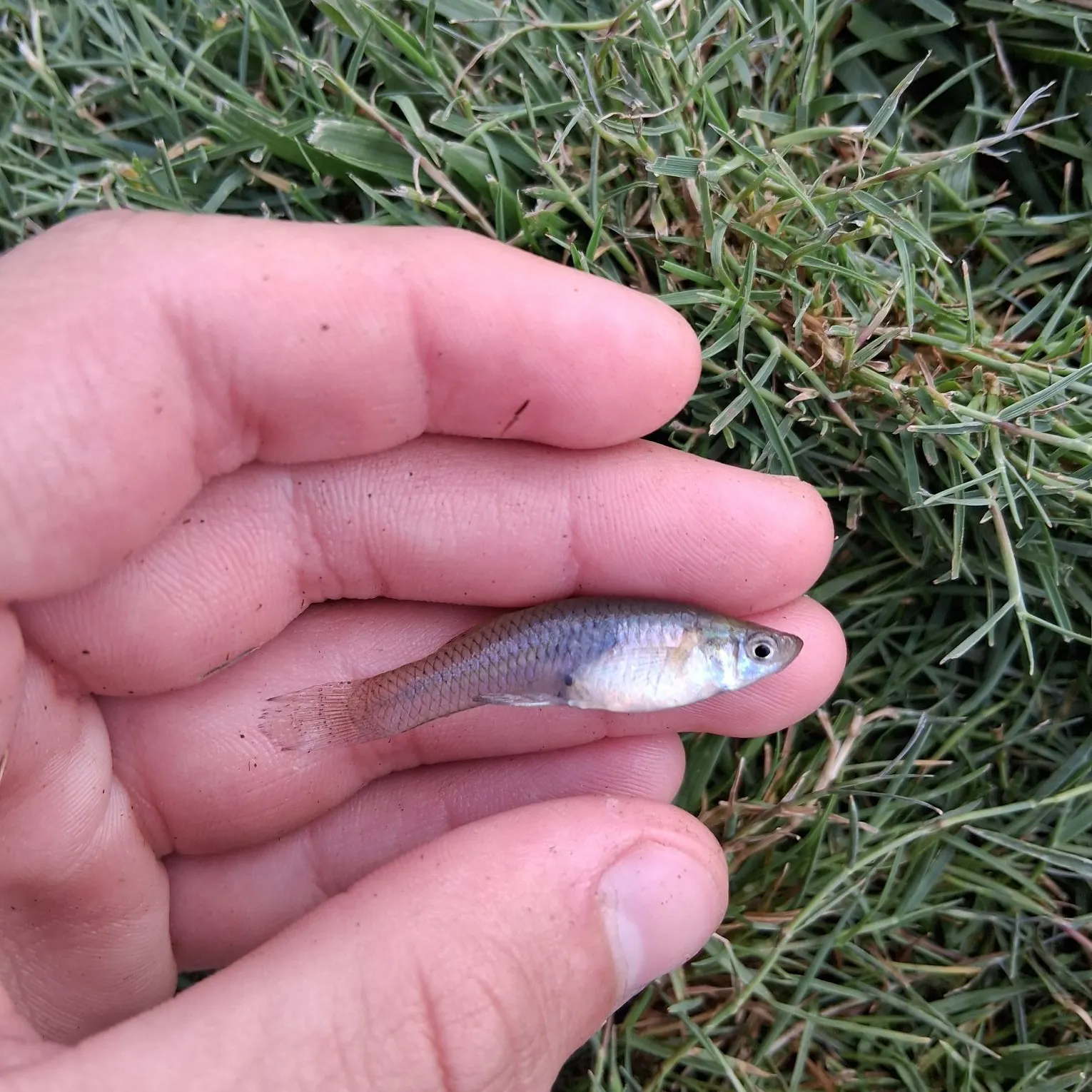 Western mosquitofish caught on Fishbrain