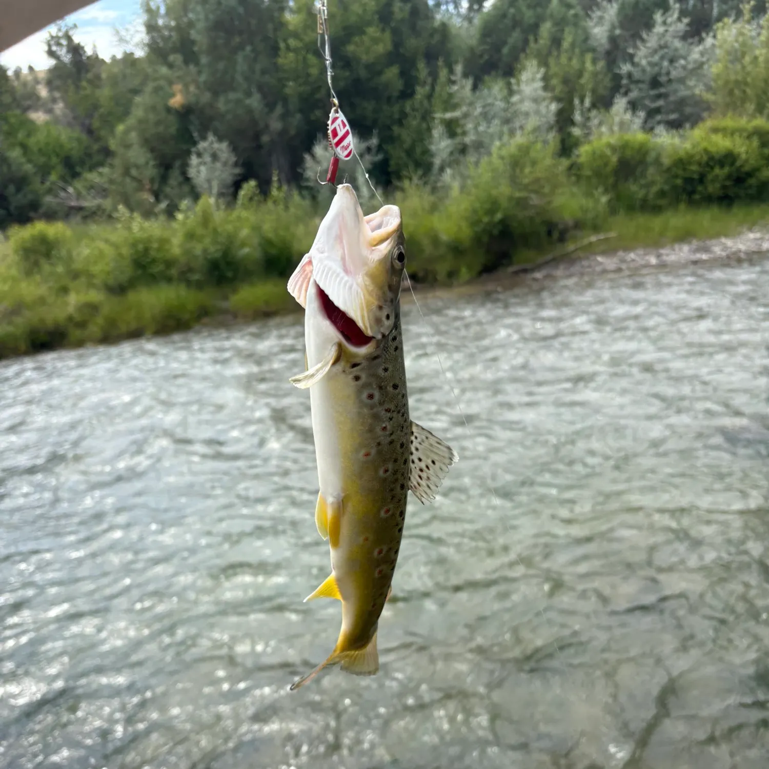The most recent Brown trout catches on Fishbrain