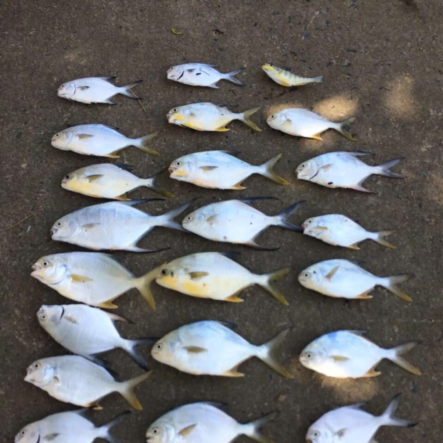 recently logged catches