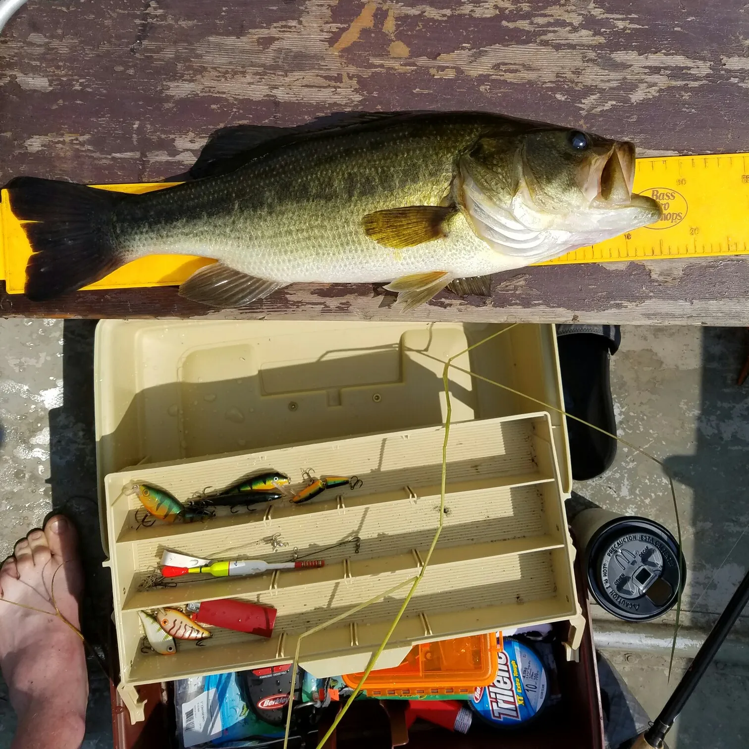 recently logged catches