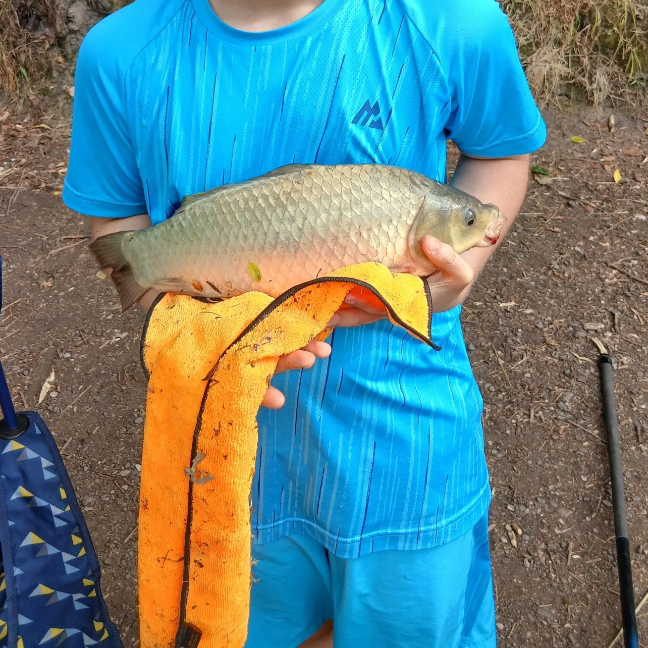 Common carp caught on Fishbrain