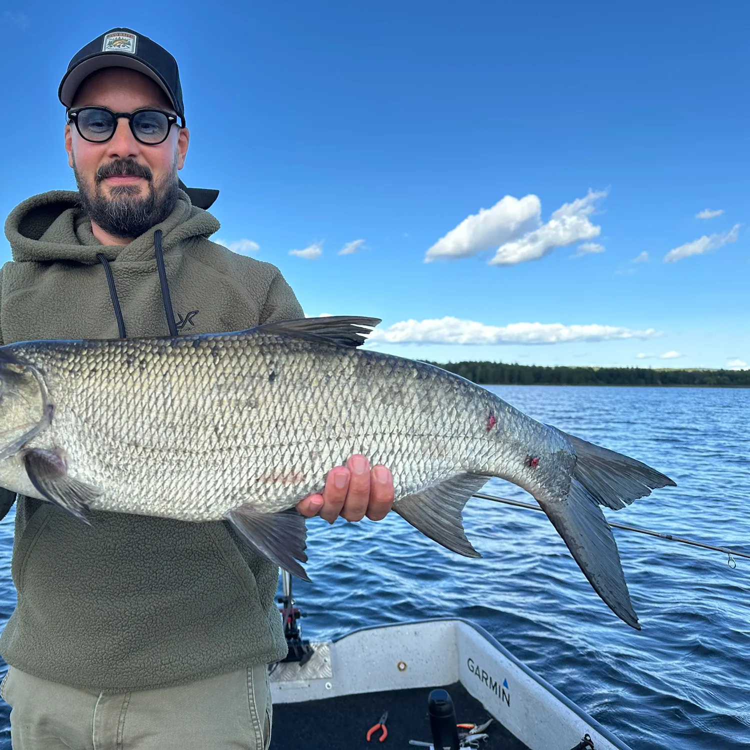 Asp caught on Fishbrain