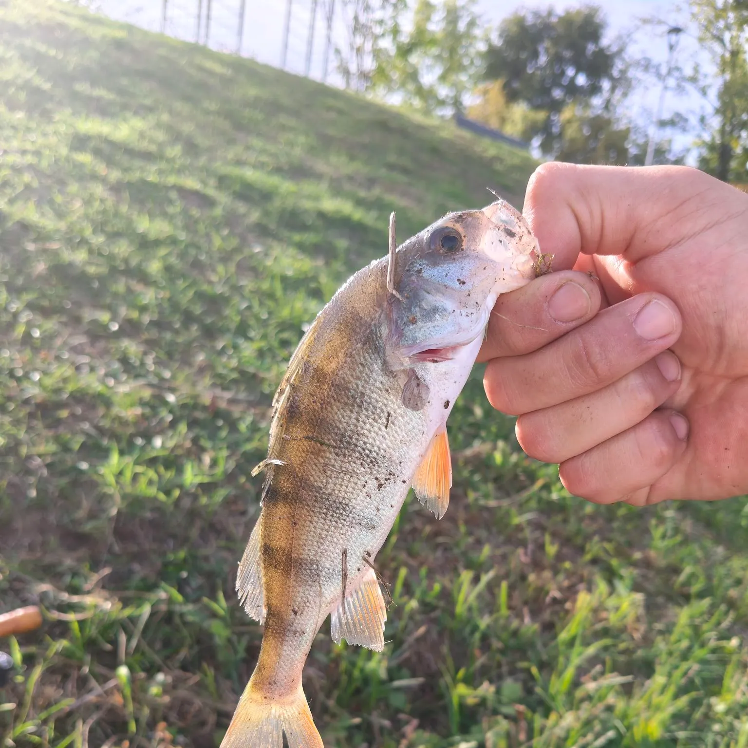 European perch caught on Fishbrain