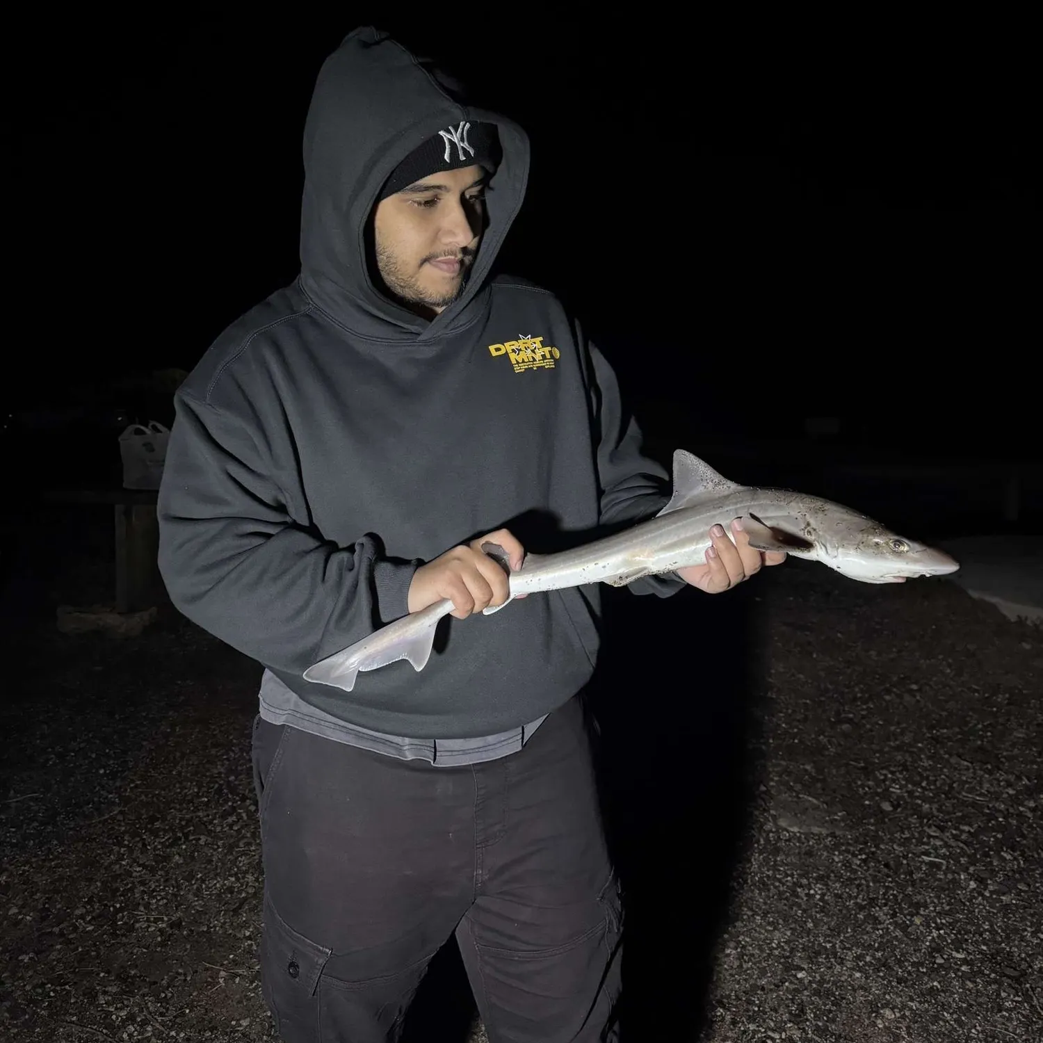 The most recent Gummy shark catches on Fishbrain