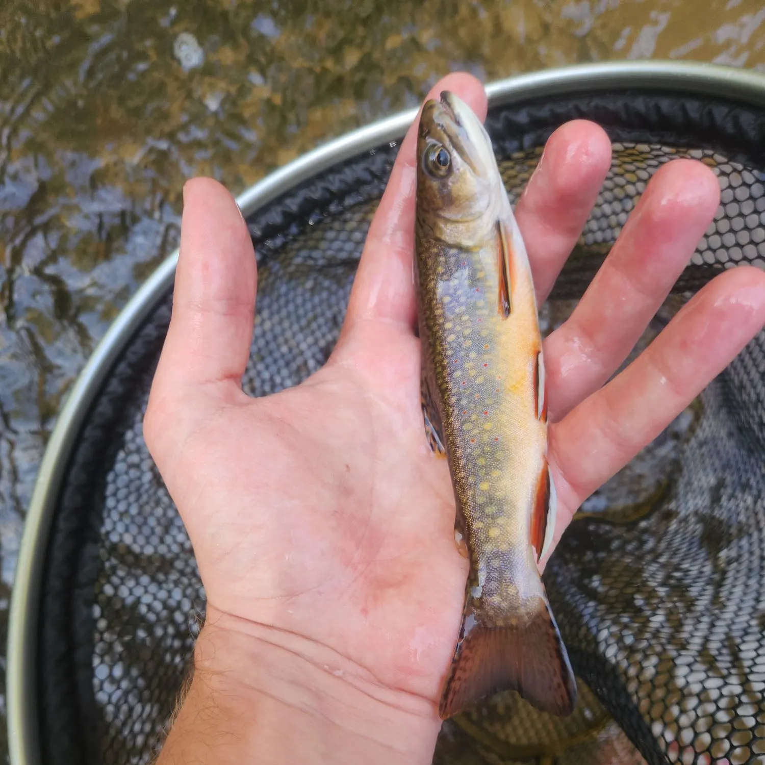 Brook trout caught on Fishbrain