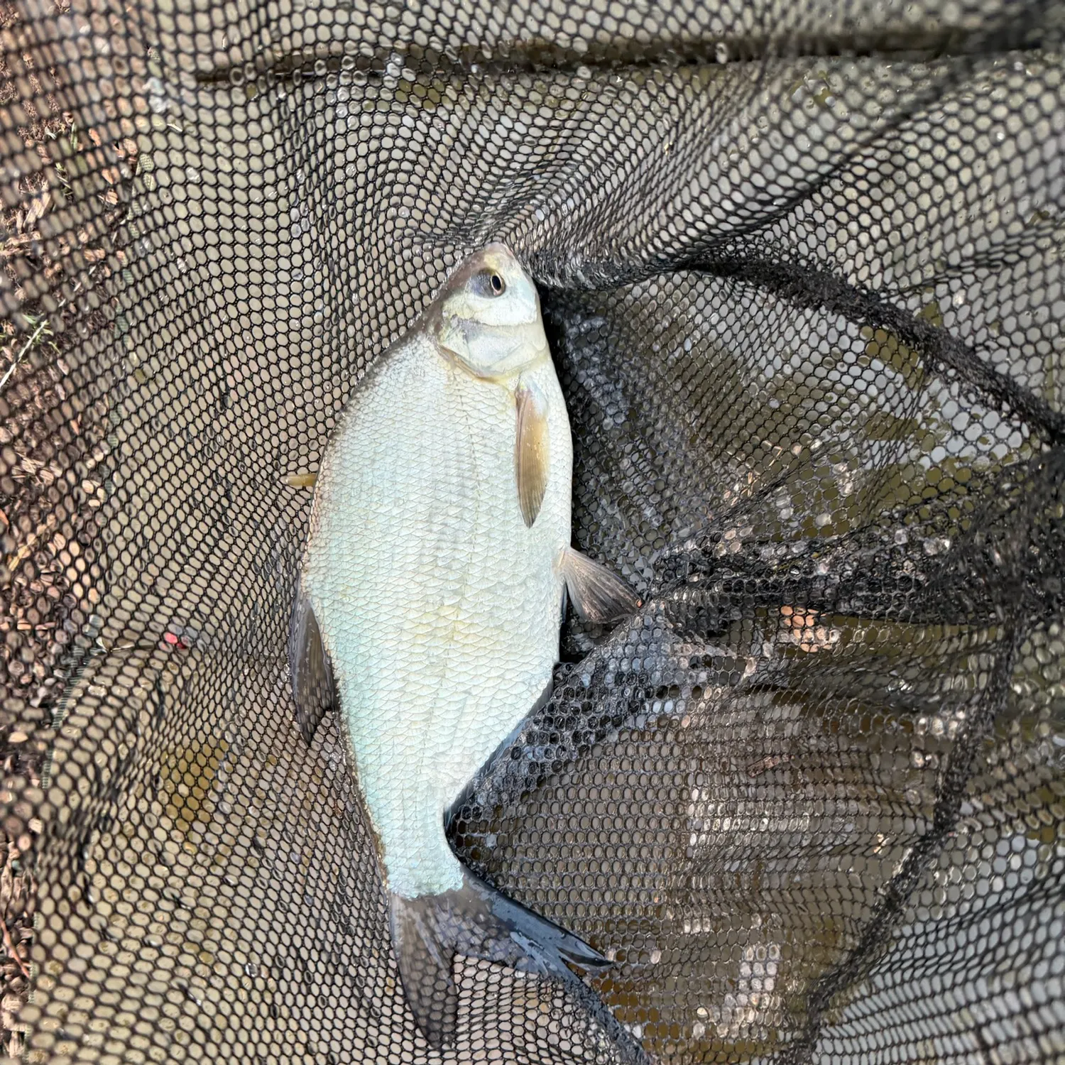 Common bream caught on Fishbrain