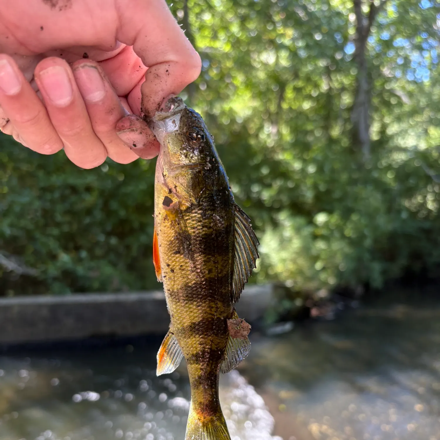 Yellow perch caught on Fishbrain