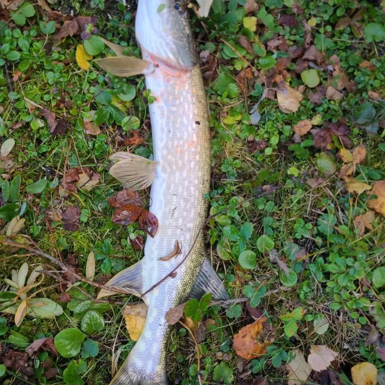 Northern pike caught on Fishbrain