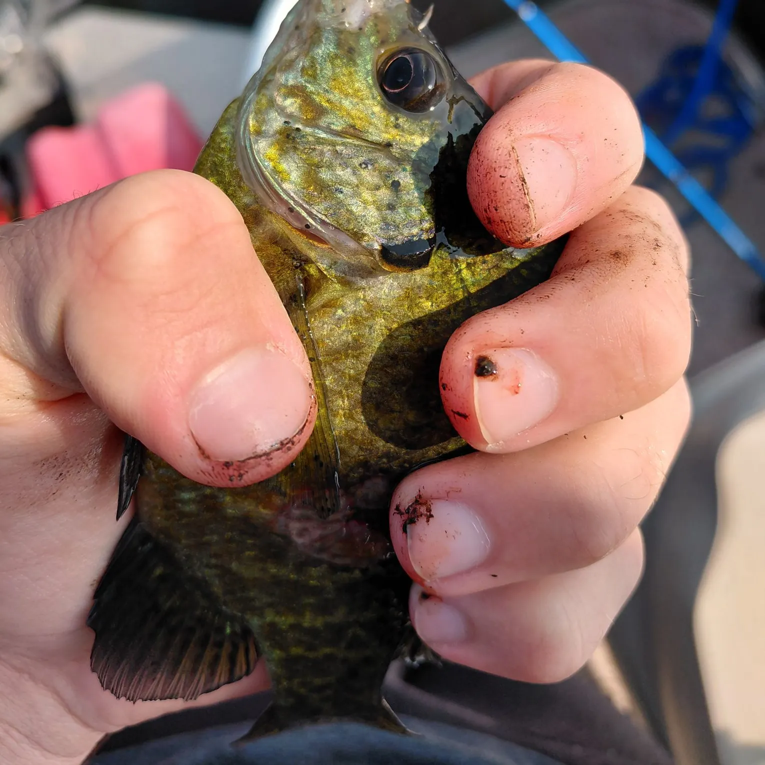 catch
