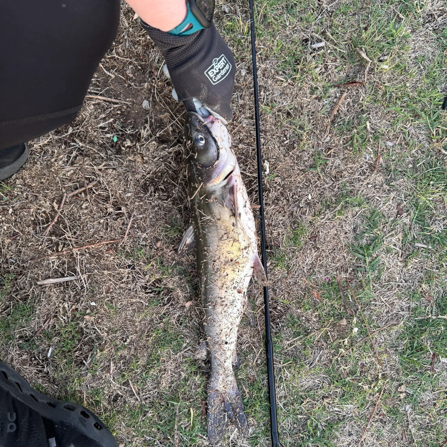 Yellow bullhead caught on Fishbrain