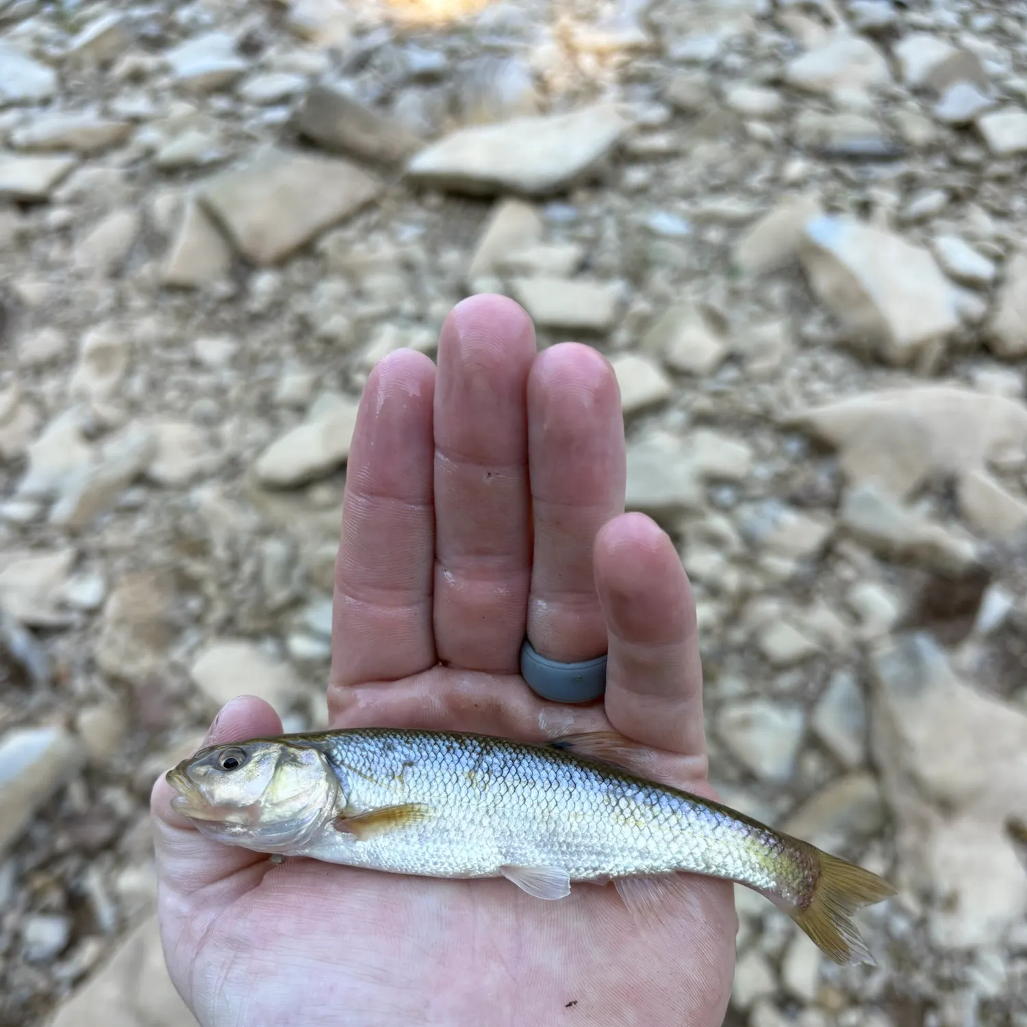 Creek chub caught on Fishbrain