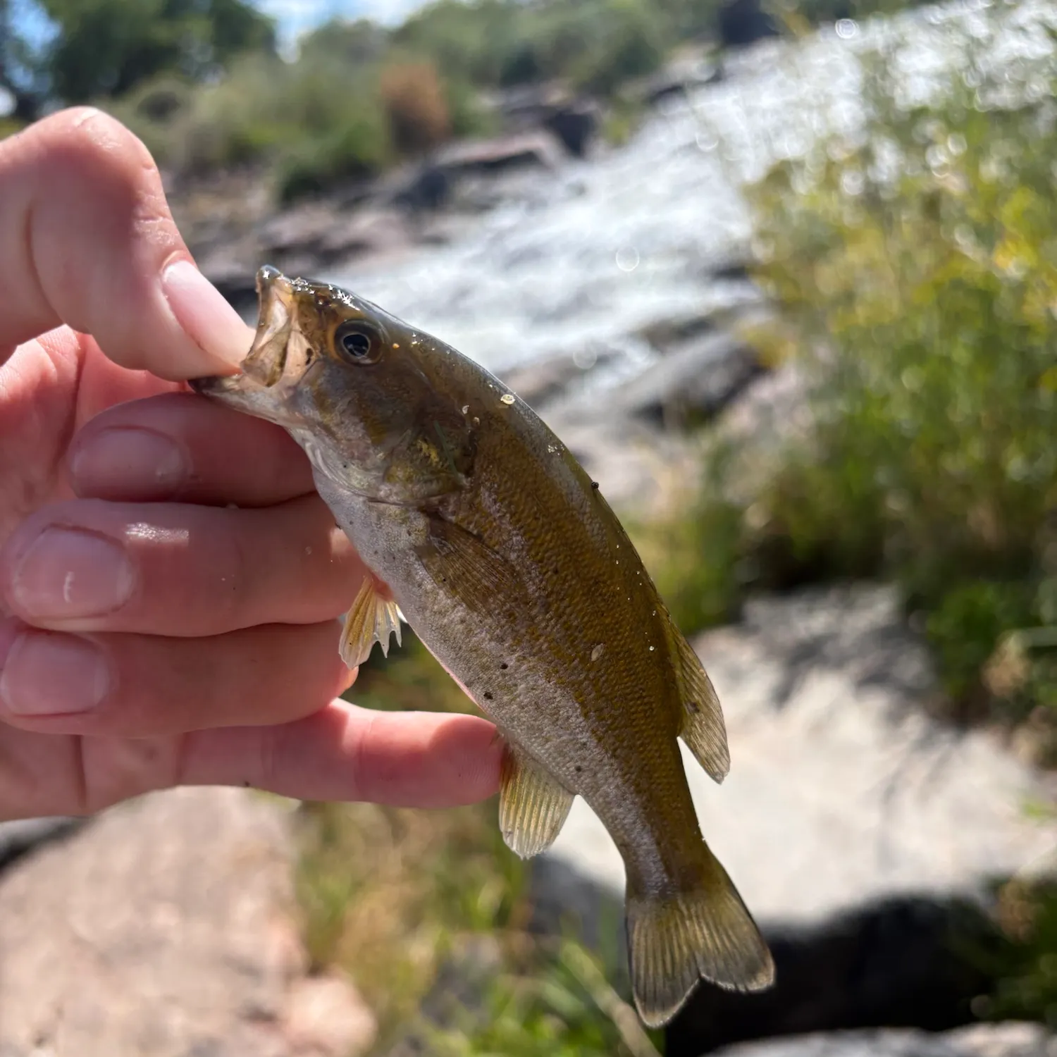 Smallmouth bass caught on Fishbrain