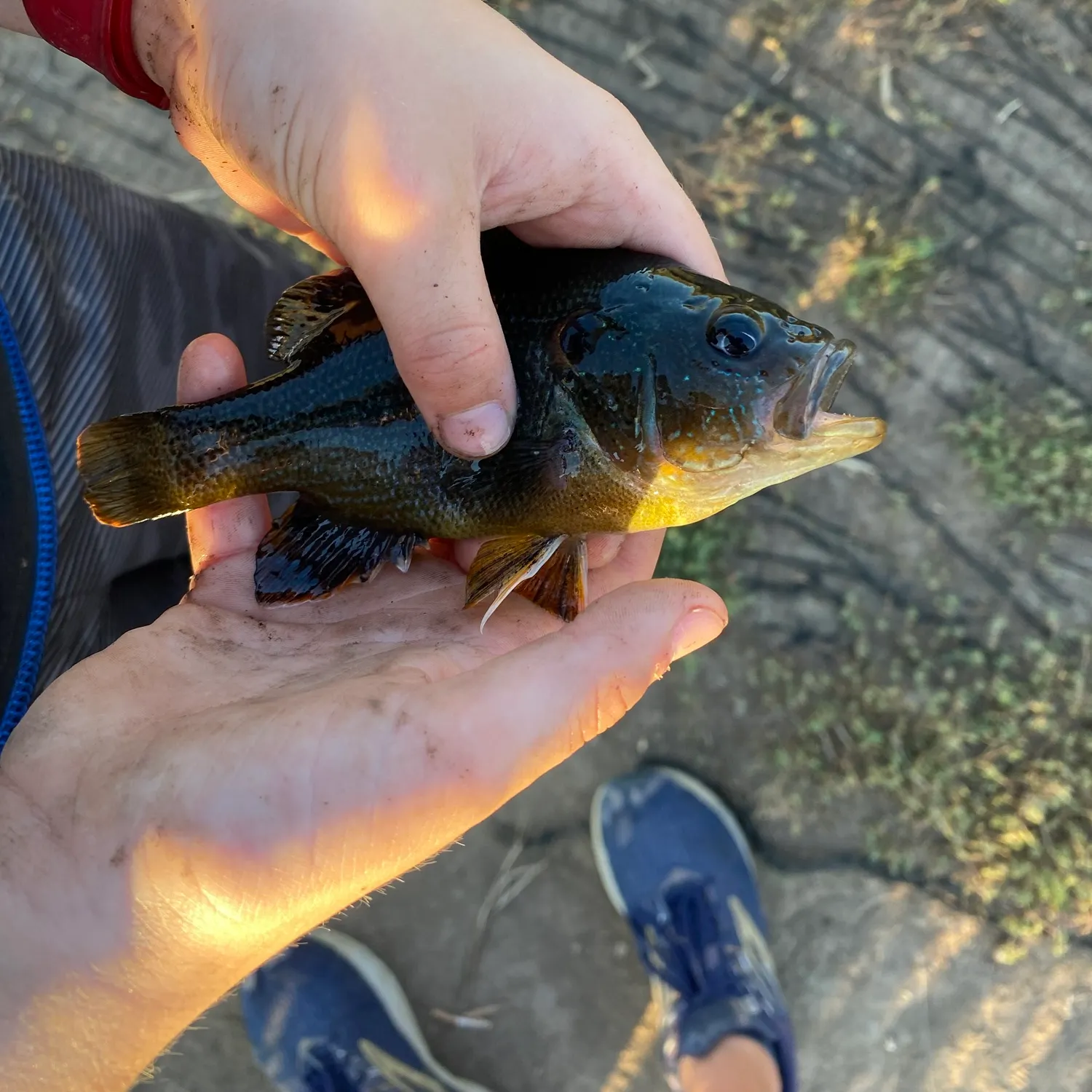 catch