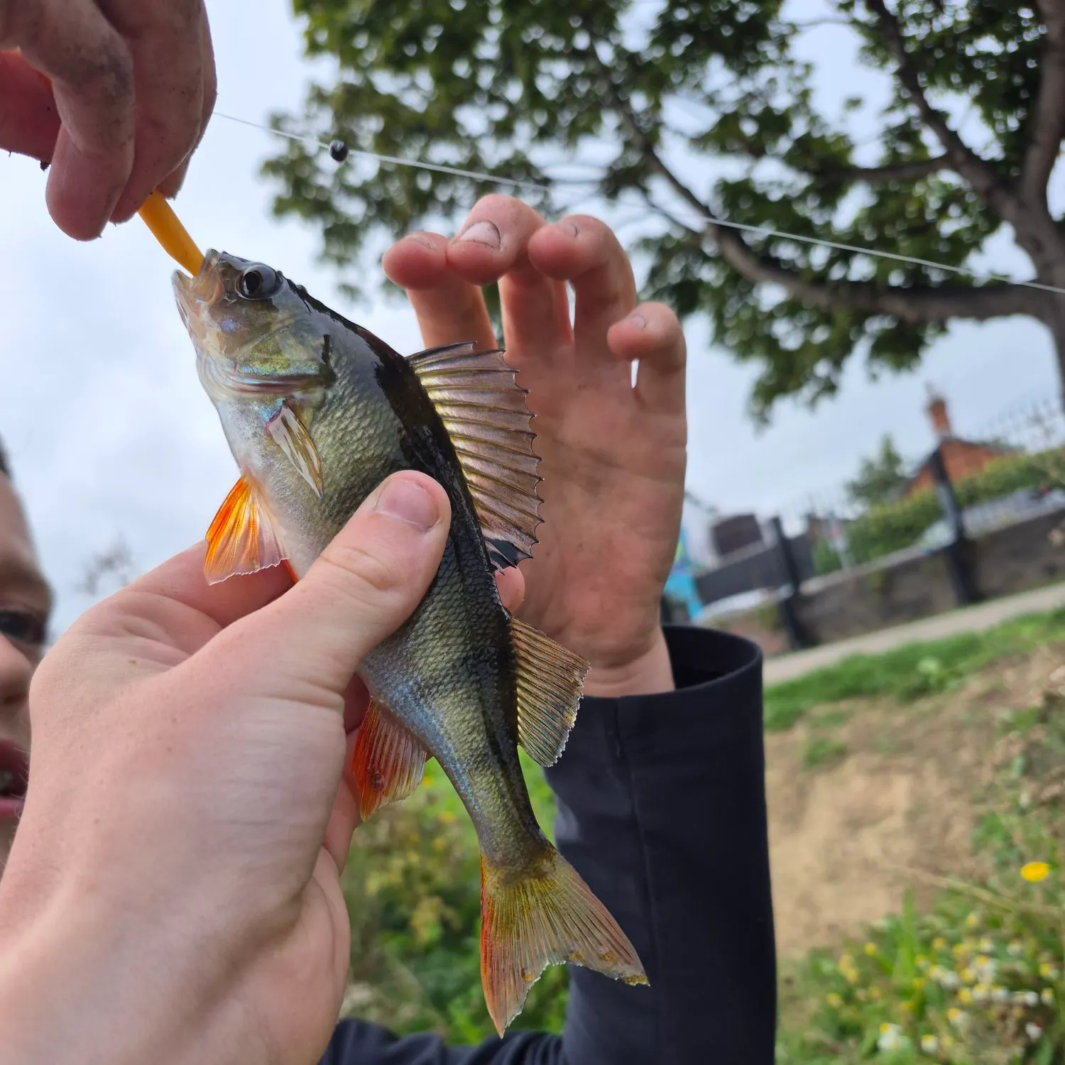 catch