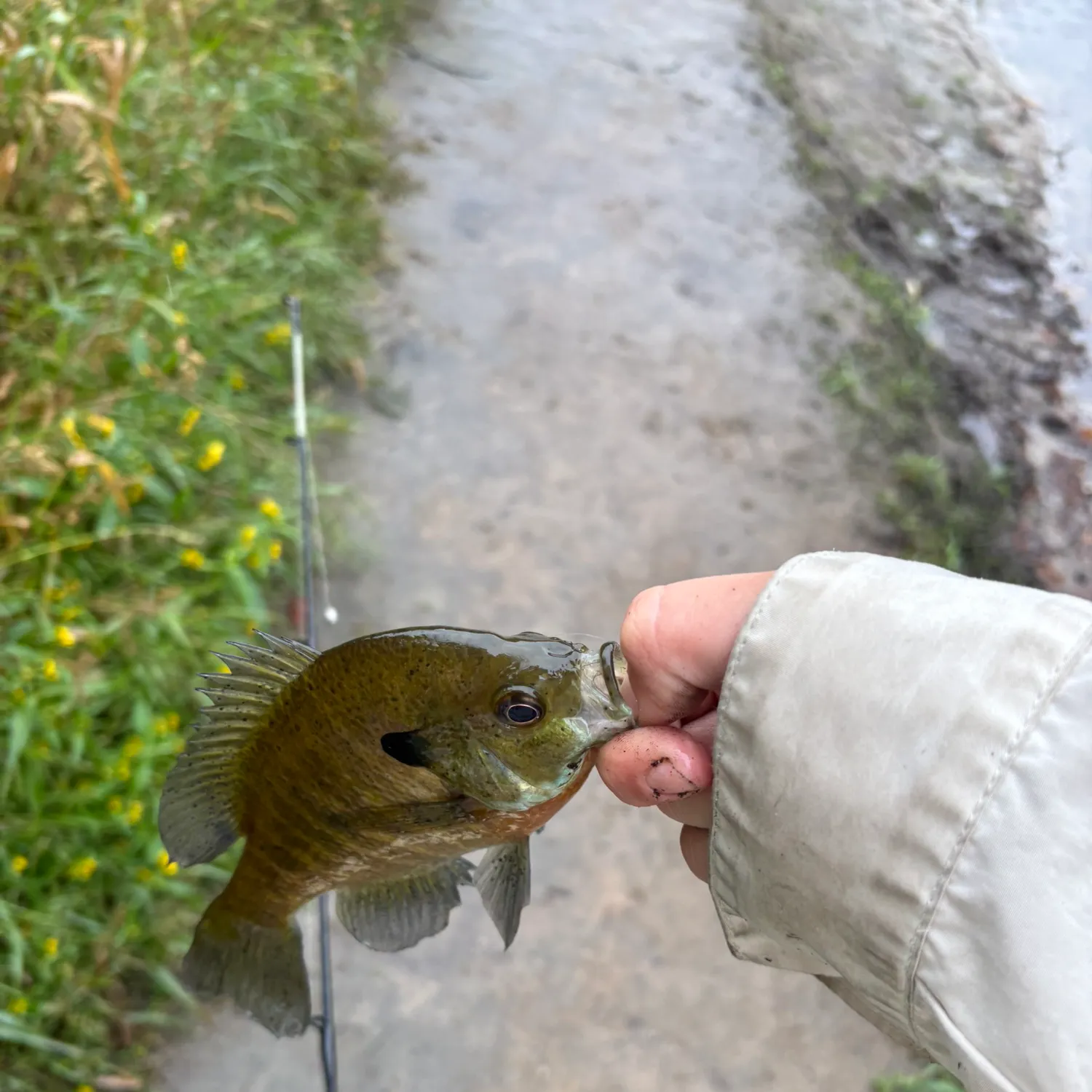 Bluegill caught on Fishbrain