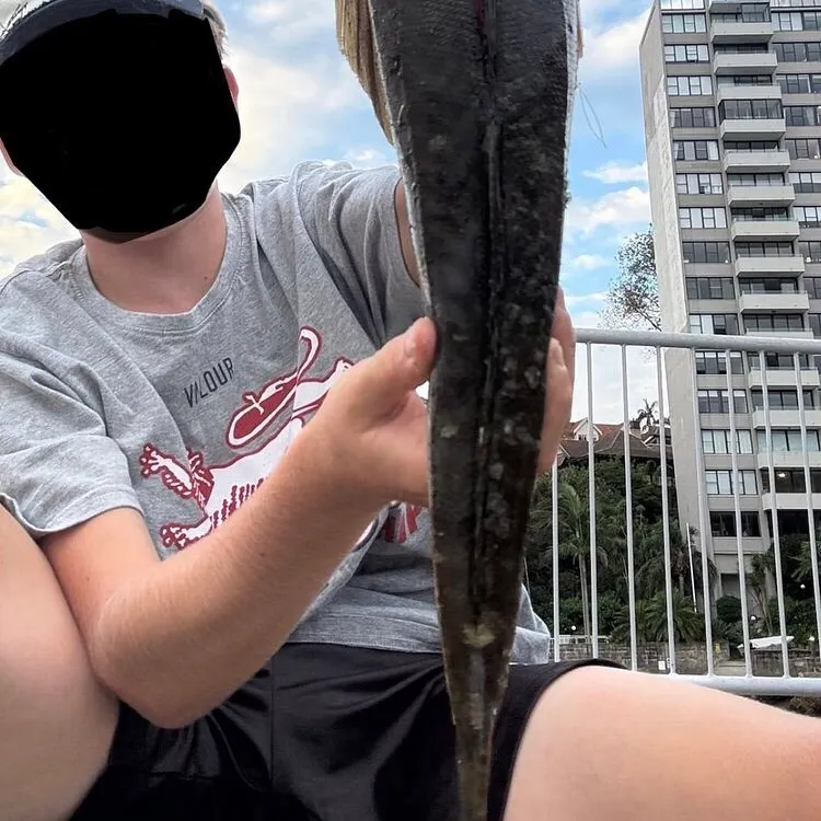 The most recent Dusky flathead catches on Fishbrain