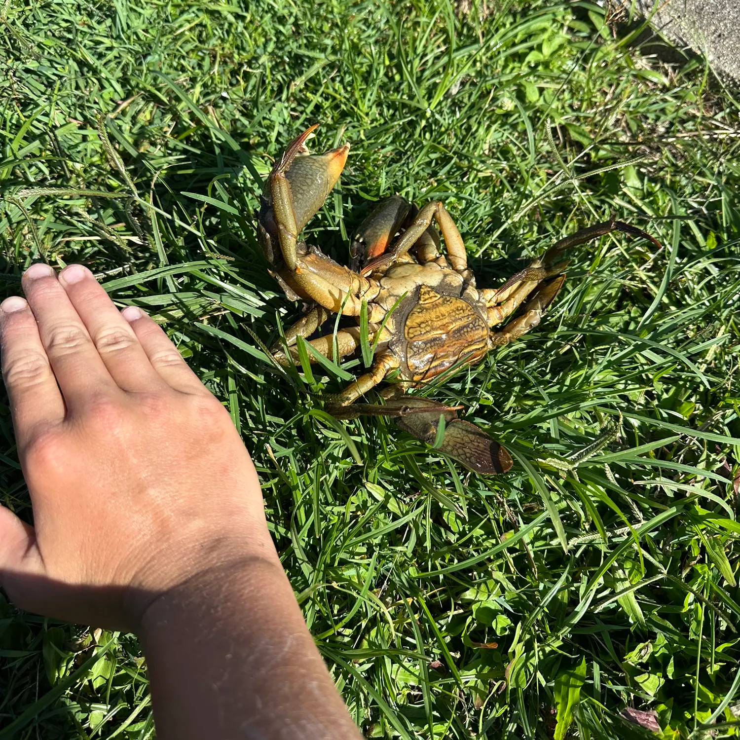 The most recent Giant mud crab catches on Fishbrain