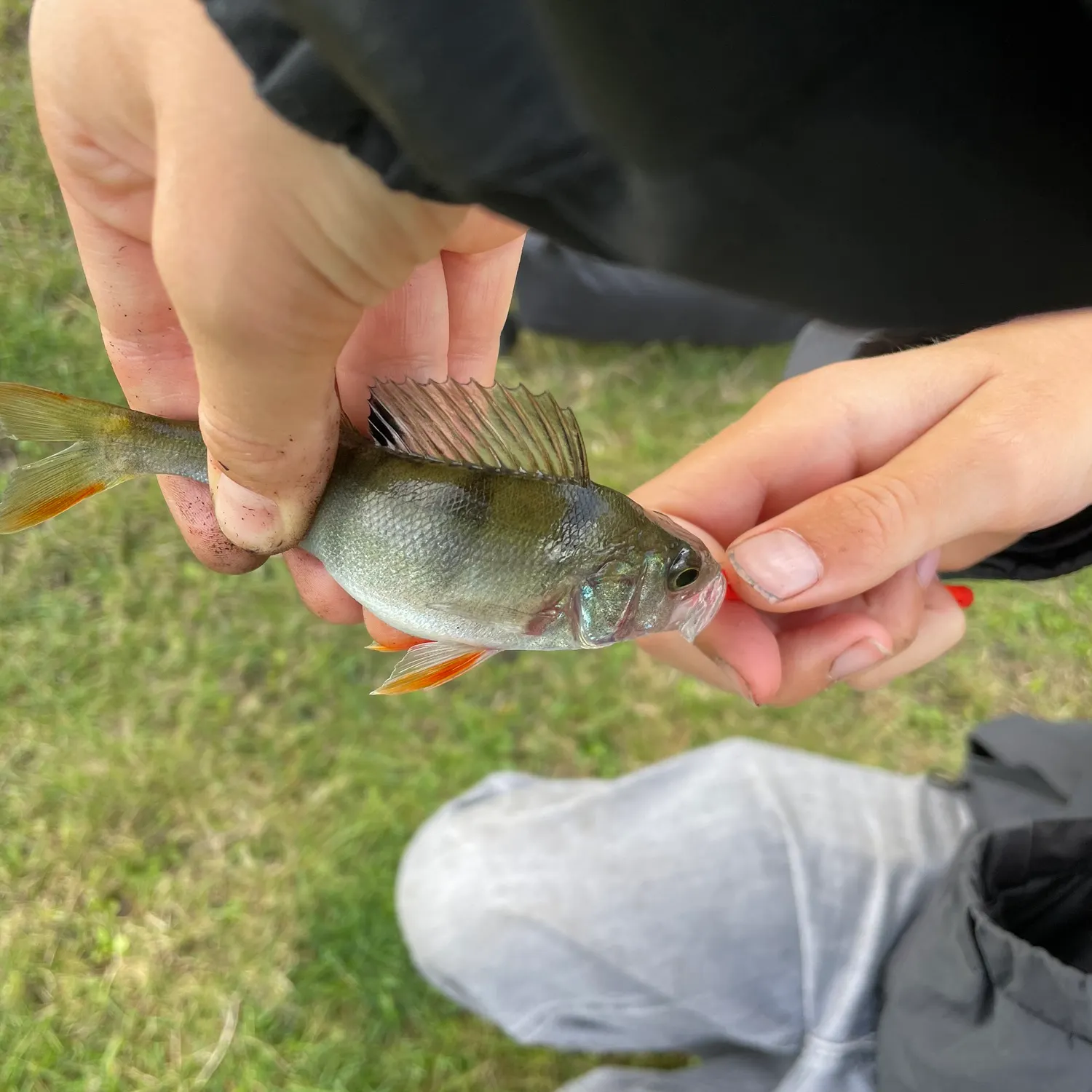 Fish caught on Fishbrain