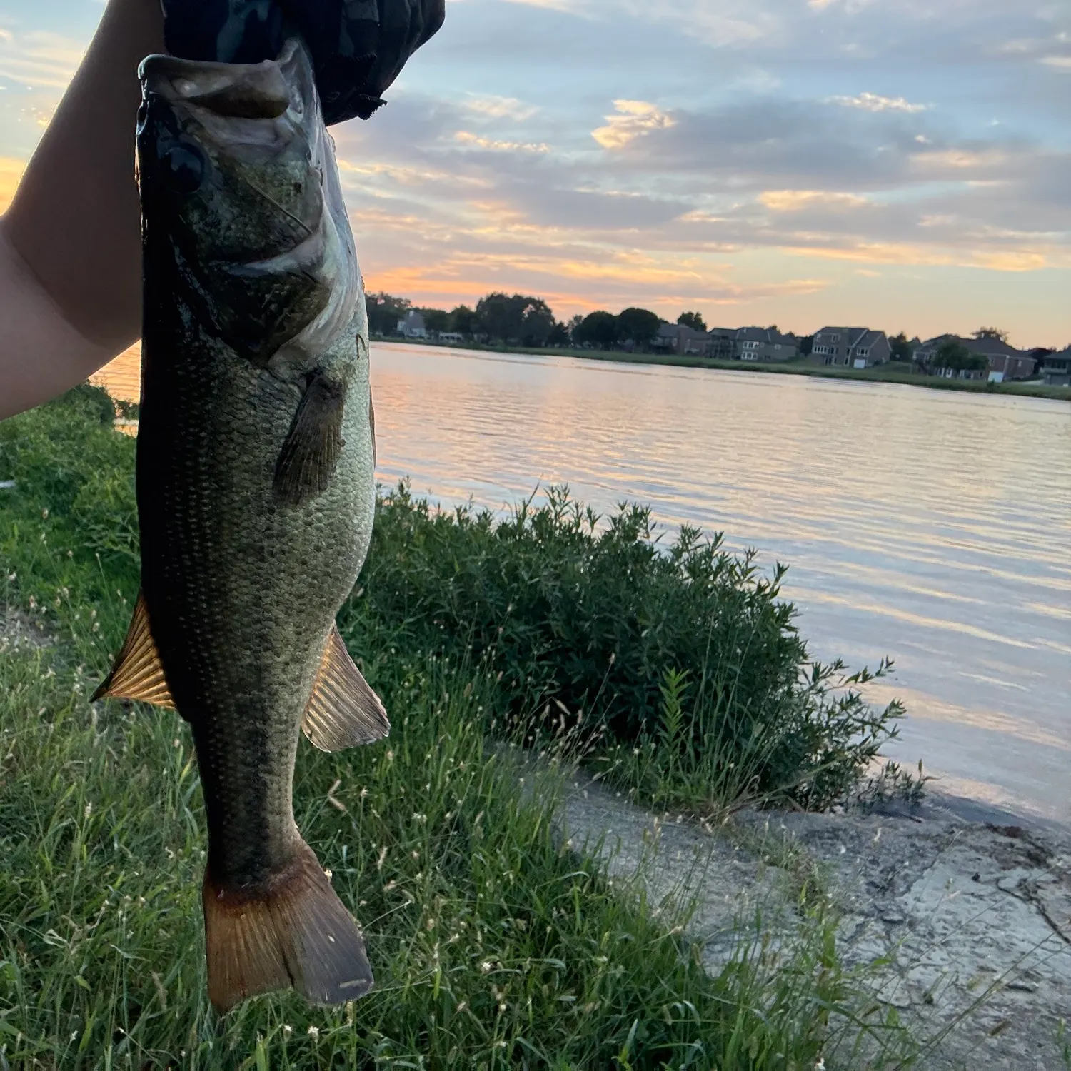 Largemouth bass caught on Fishbrain