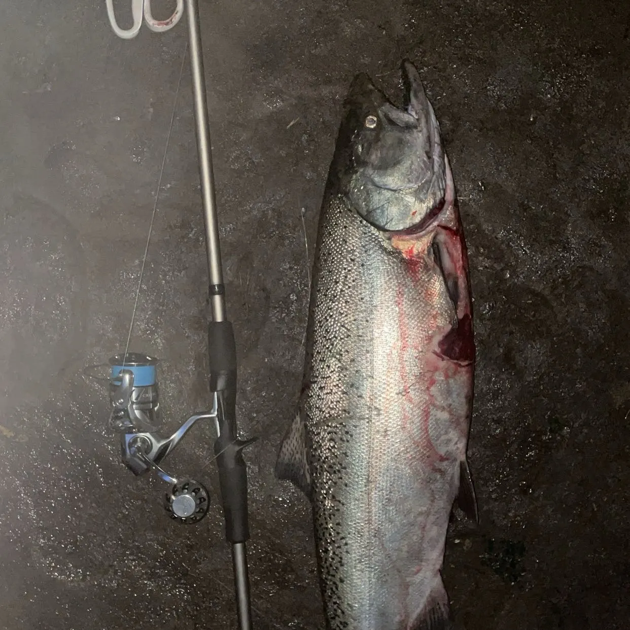 Chinook salmon caught on Fishbrain