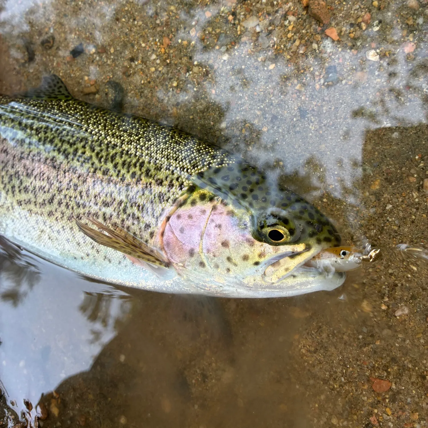Rainbow trout caught on Fishbrain