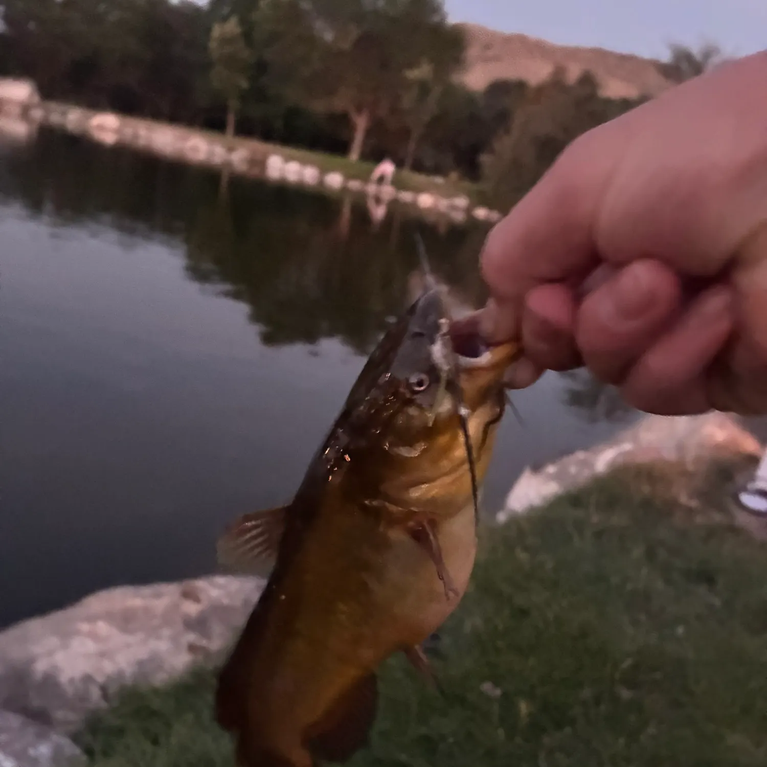 catch