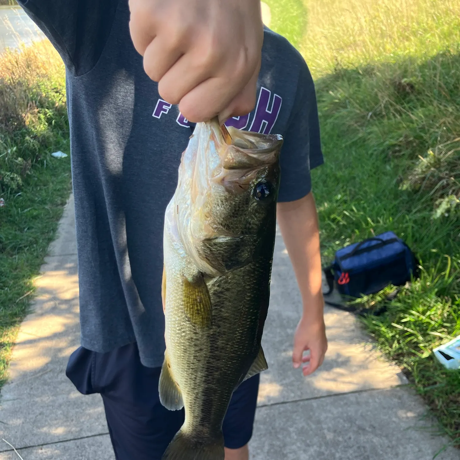 Largemouth bass caught on Fishbrain