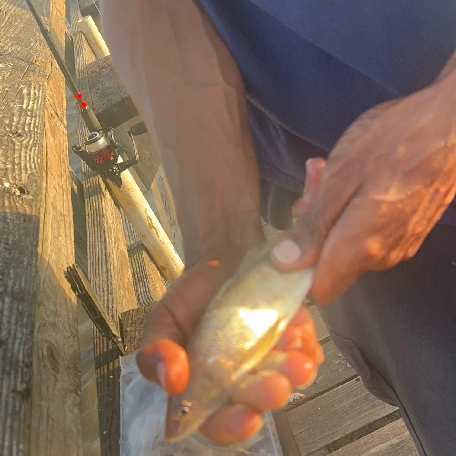 The most recent Silver croaker catches on Fishbrain