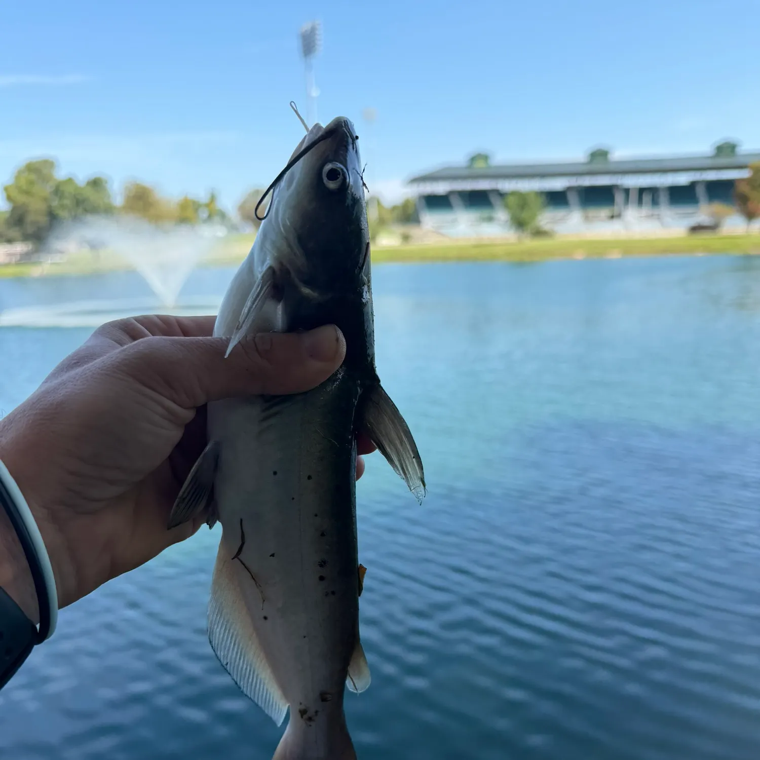 Channel catfish caught on Fishbrain
