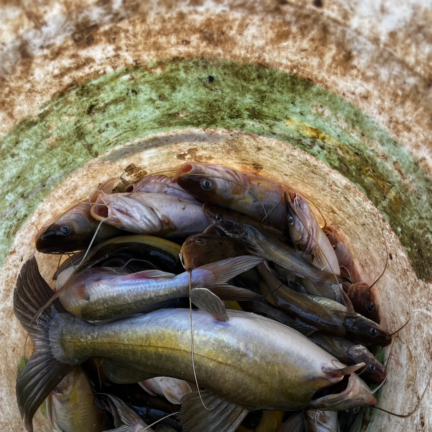 recently logged catches