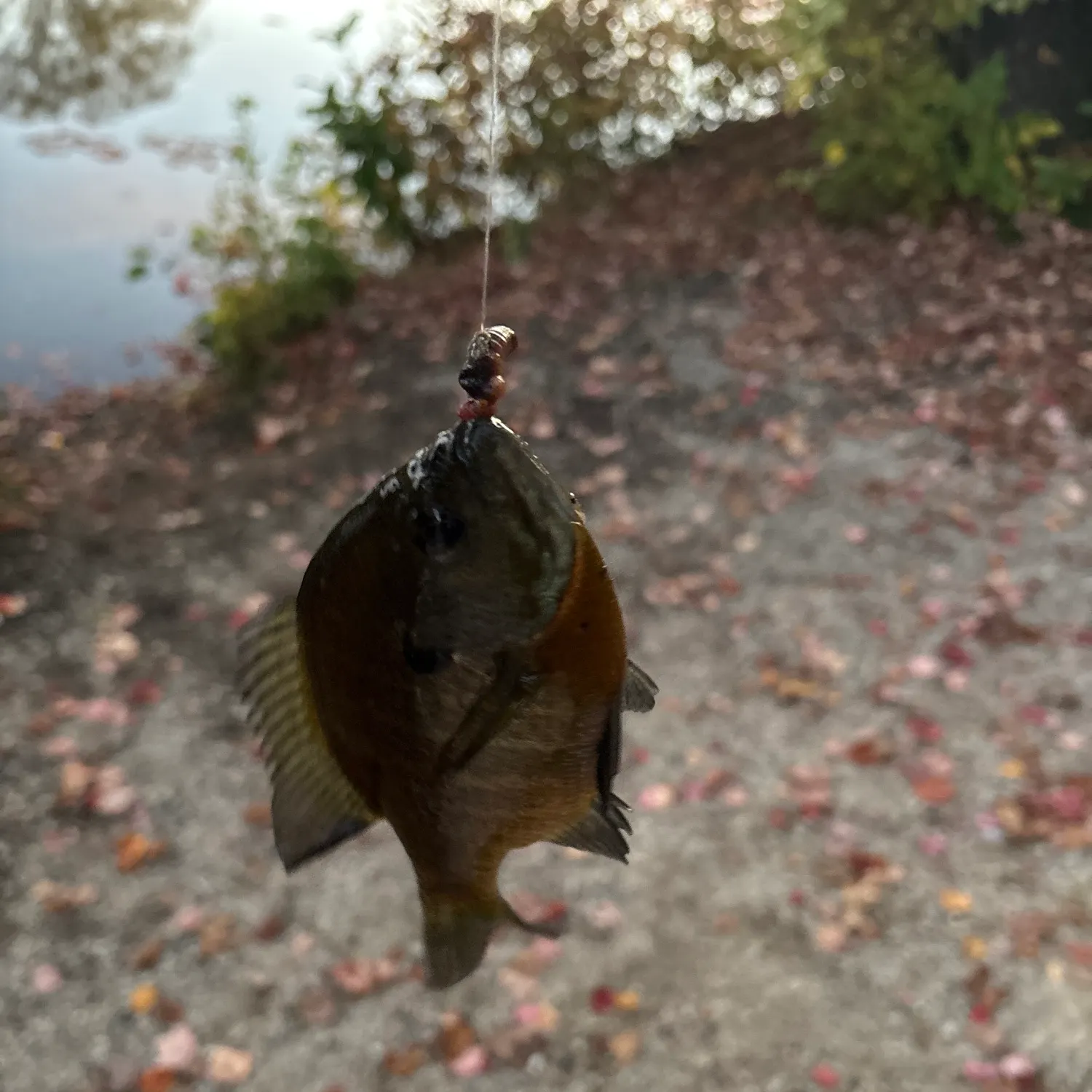 Bluegill caught on Fishbrain