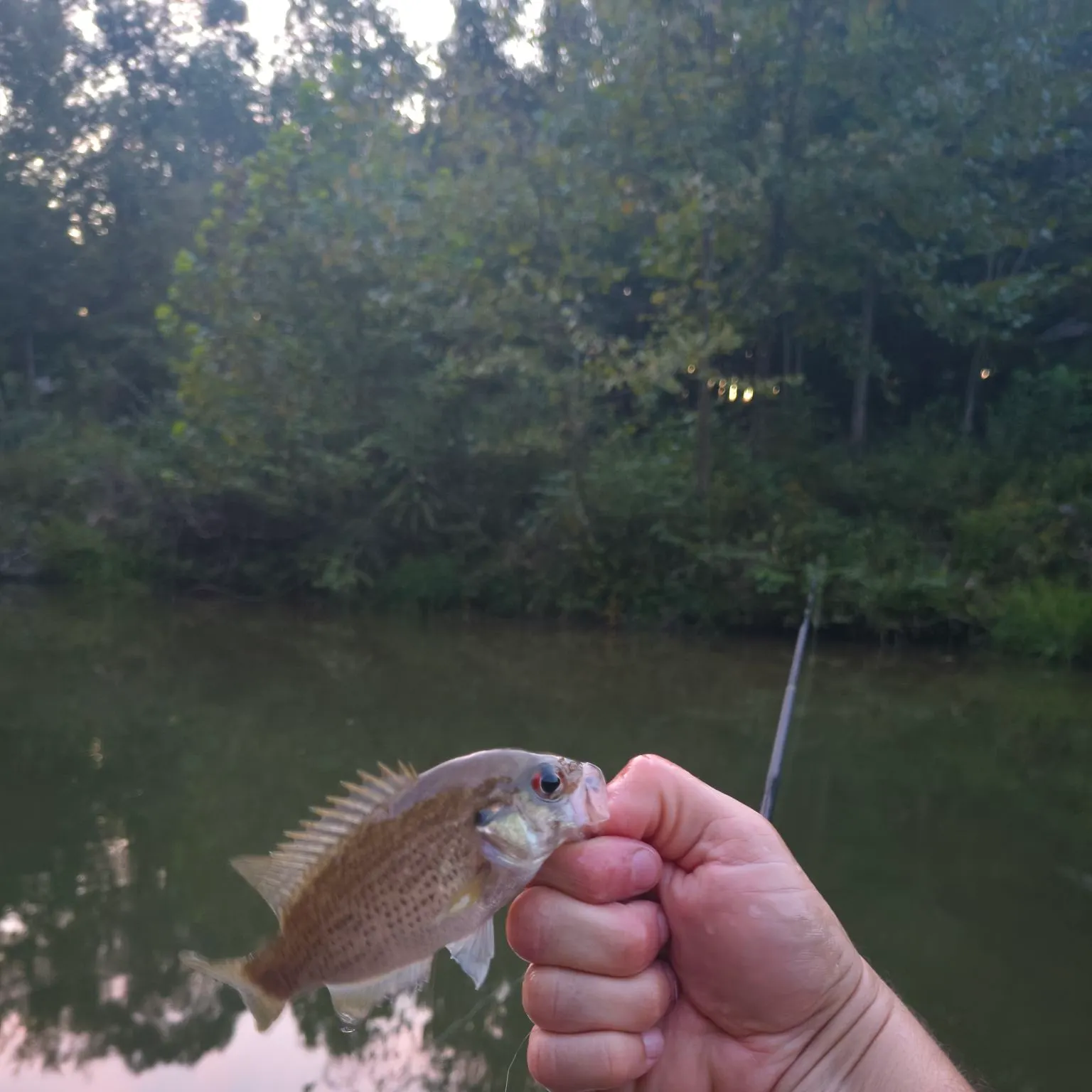 Redeye bass caught on Fishbrain