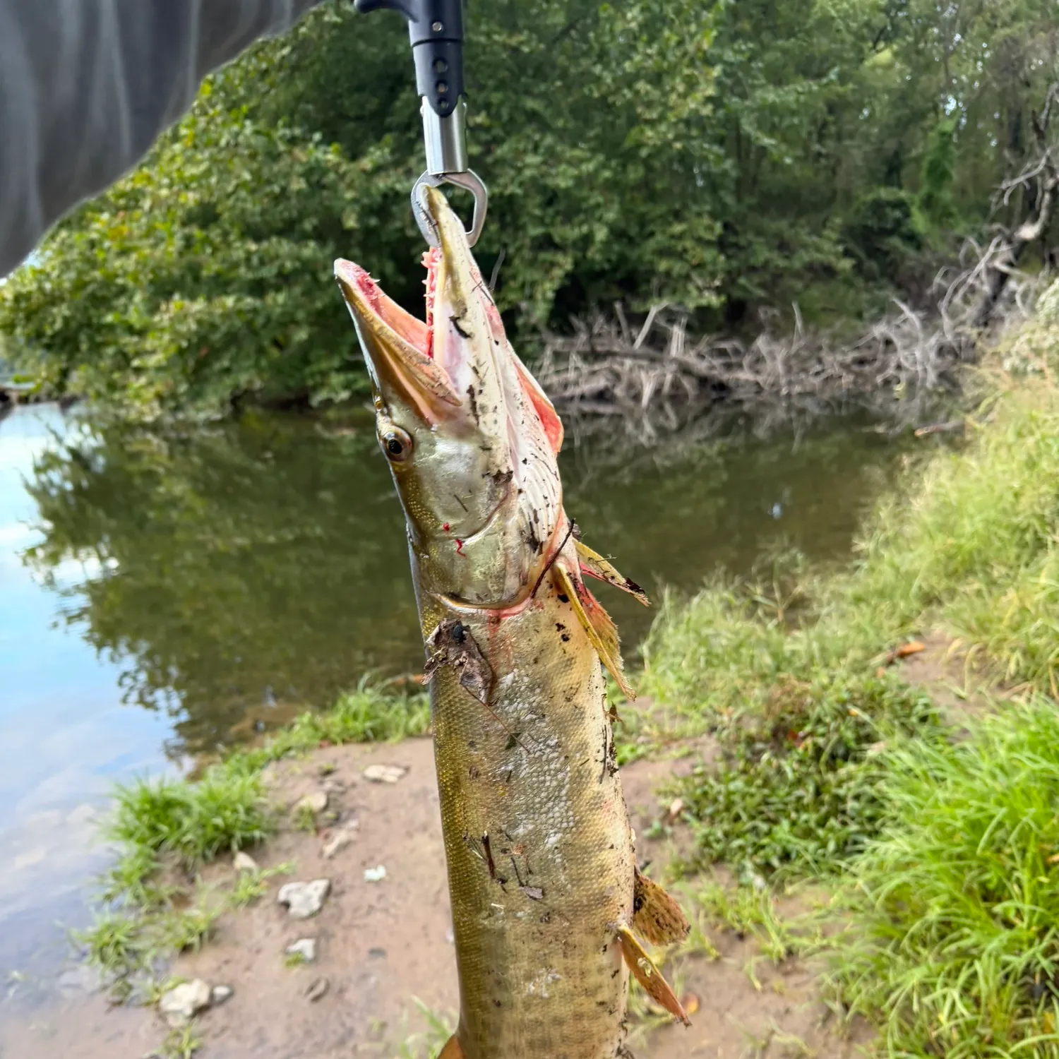 Muskie caught on Fishbrain