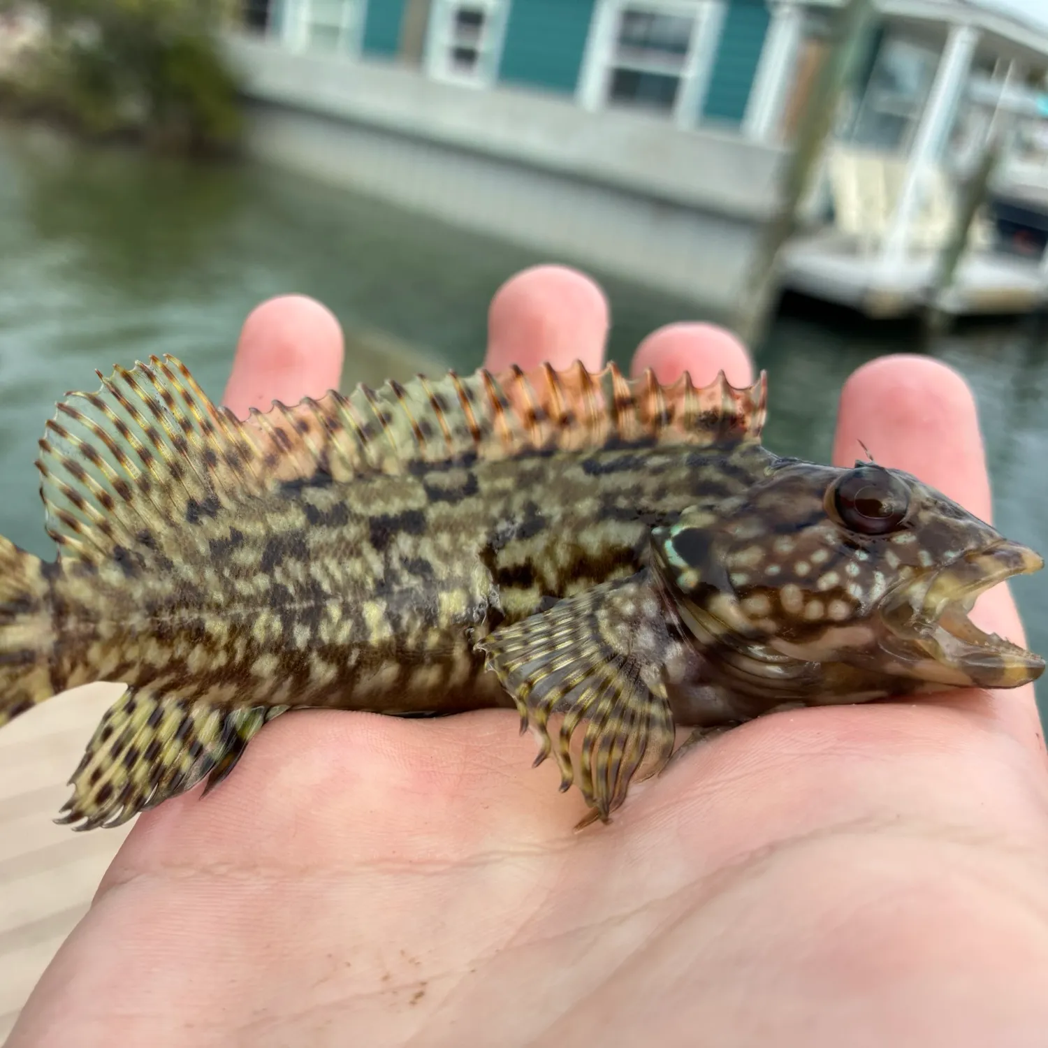 The most recent Masquerader hairy blenny catches on Fishbrain