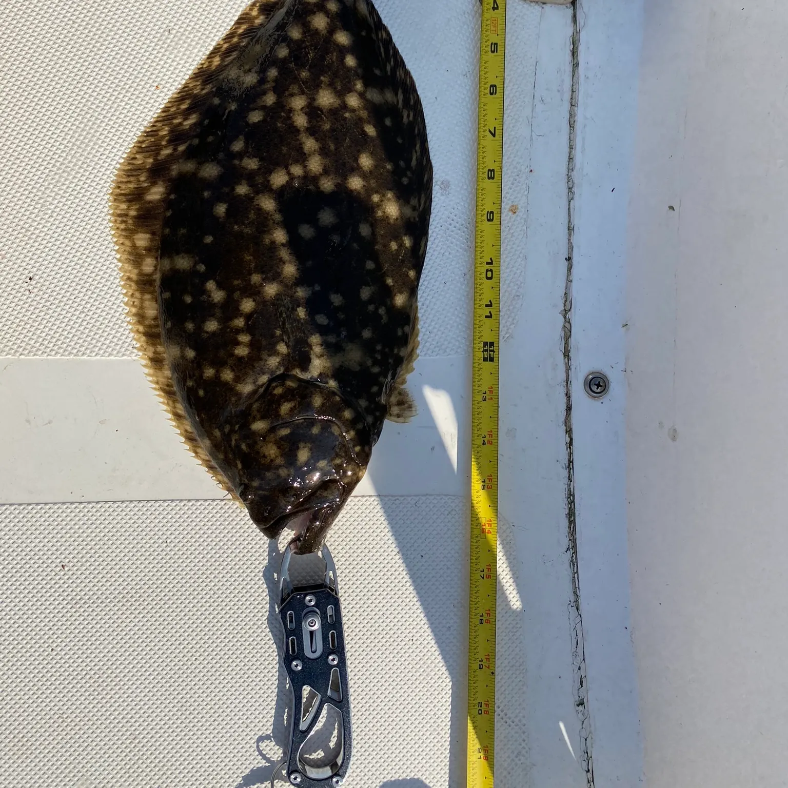 The most recent Summer flounder catches on Fishbrain