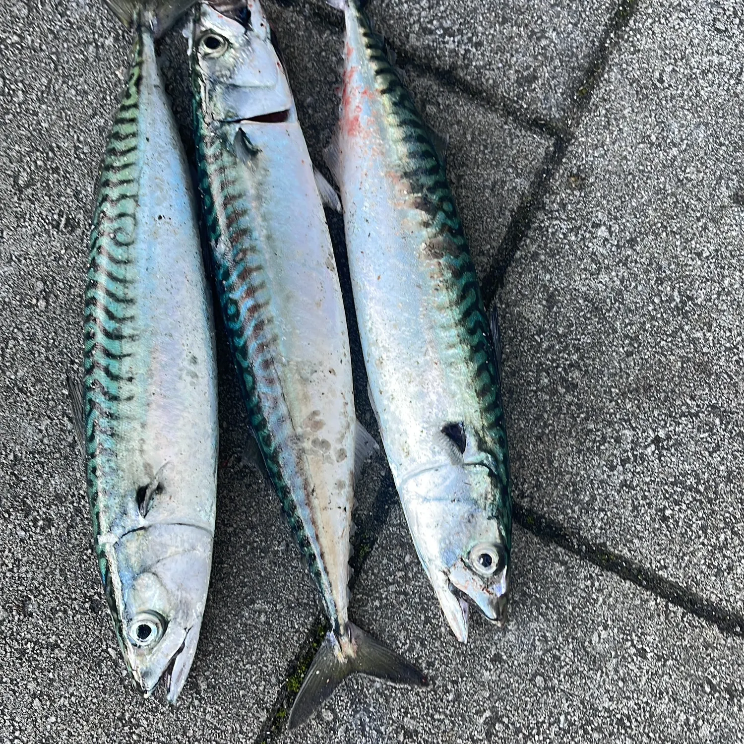 Atlantic mackerel caught on Fishbrain