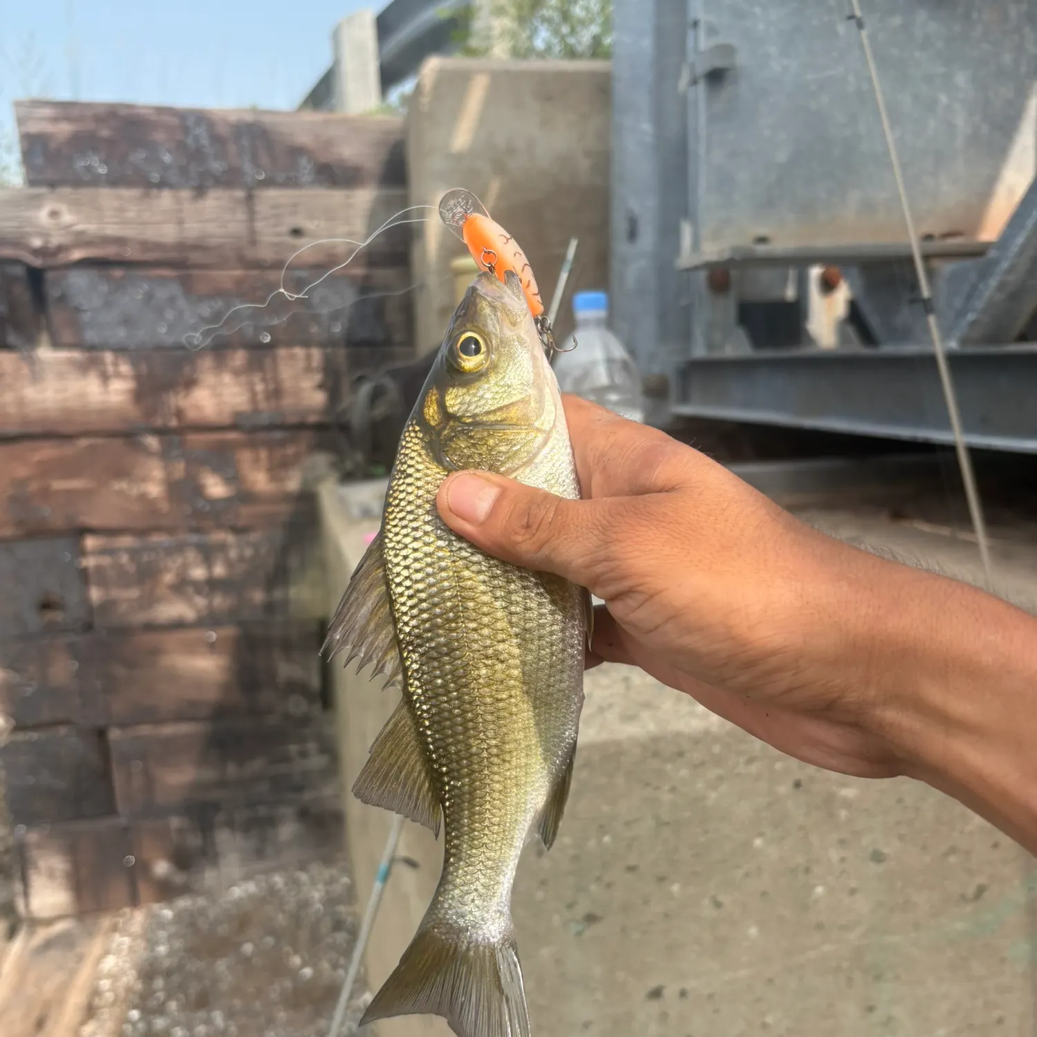 White perch caught on Fishbrain