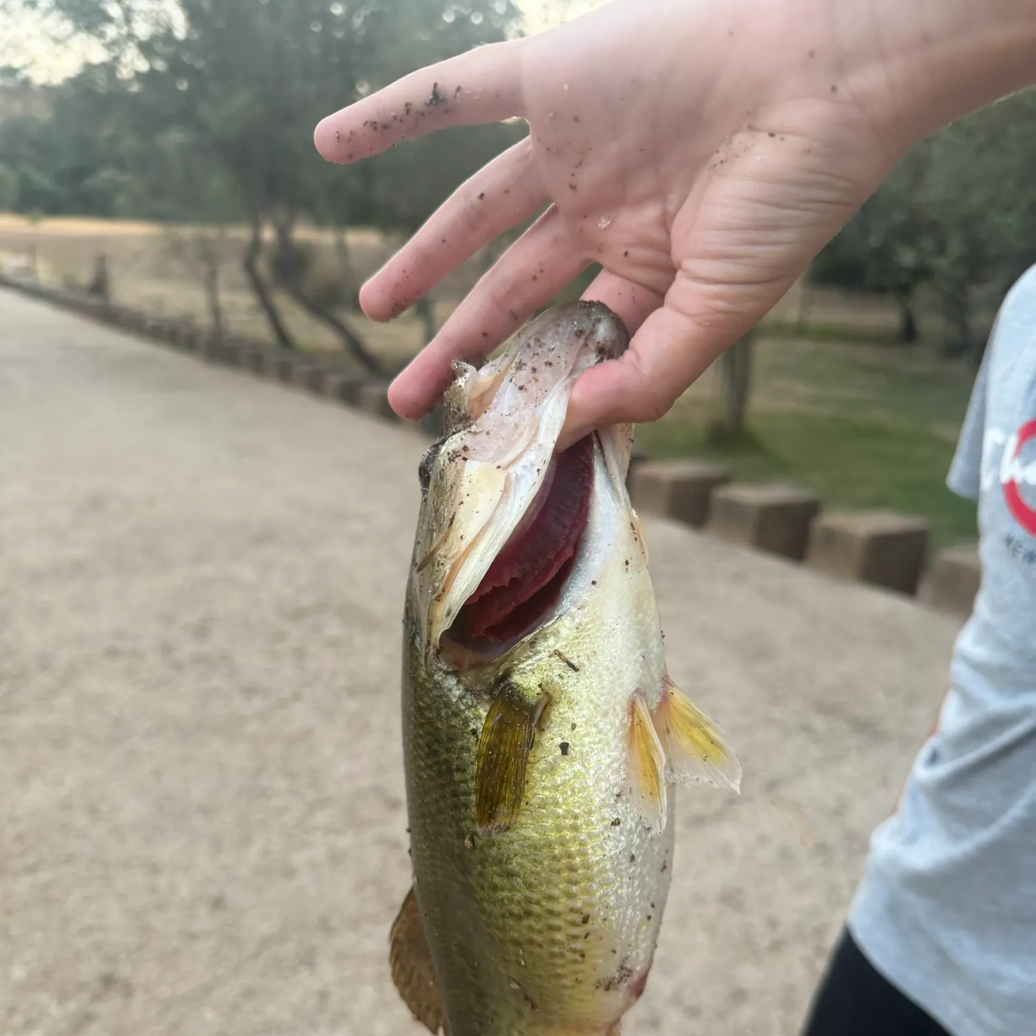Fish caught on Fishbrain