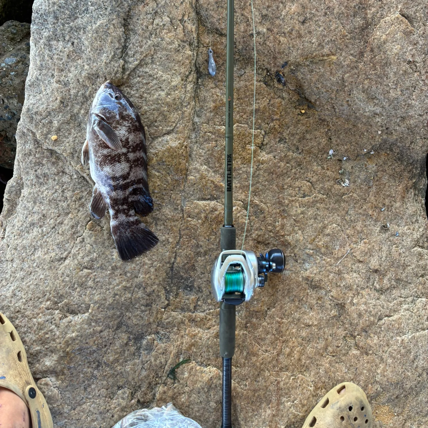The most recent Tautog catches on Fishbrain