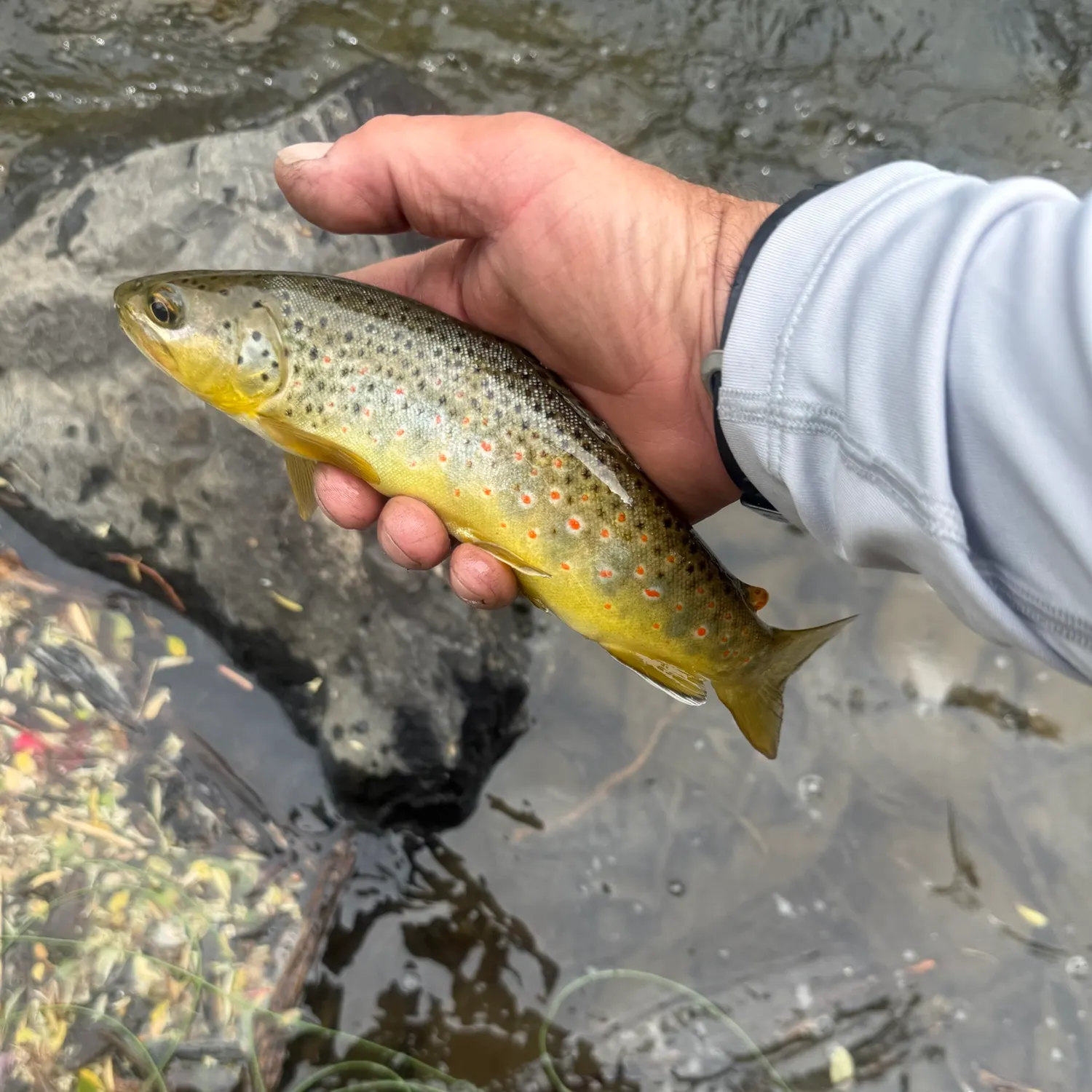 The most recent Bear River cutthroat trout catches on Fishbrain