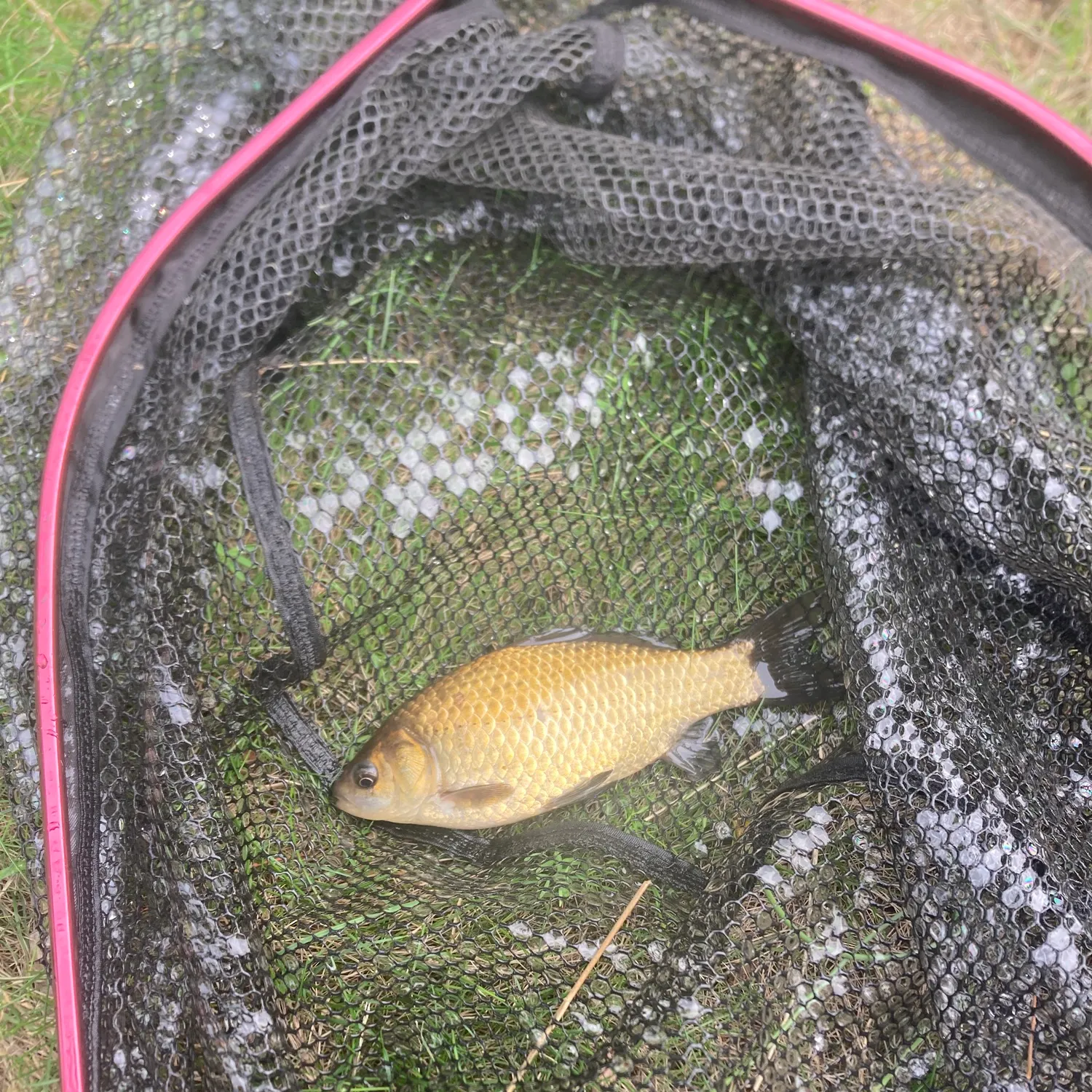 Prussian carp caught on Fishbrain