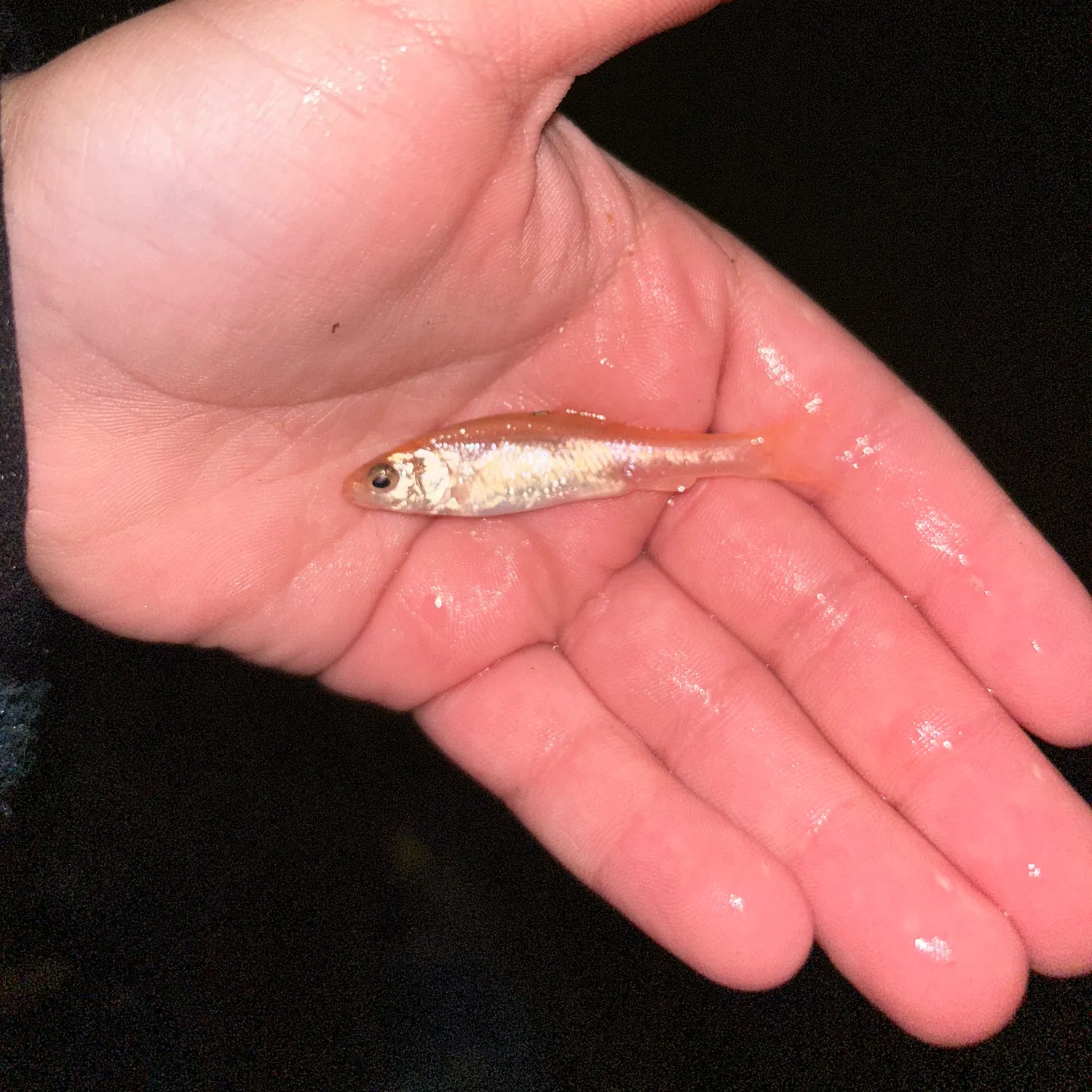 The most recent Fathead minnow catches on Fishbrain