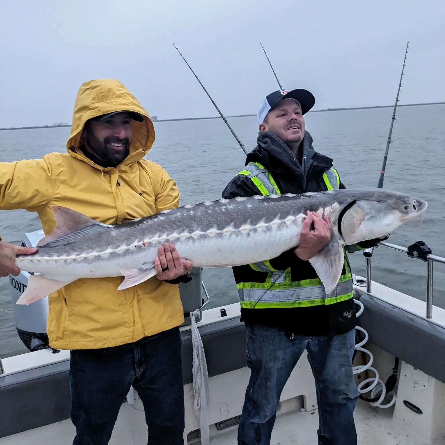 The most recent White sturgeon catches on Fishbrain