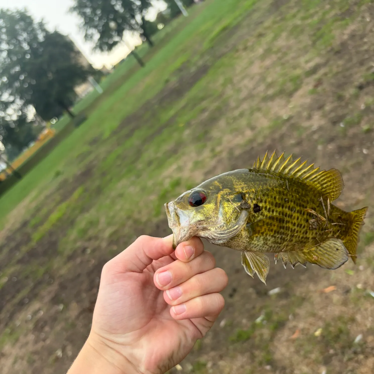 Rock bass caught on Fishbrain